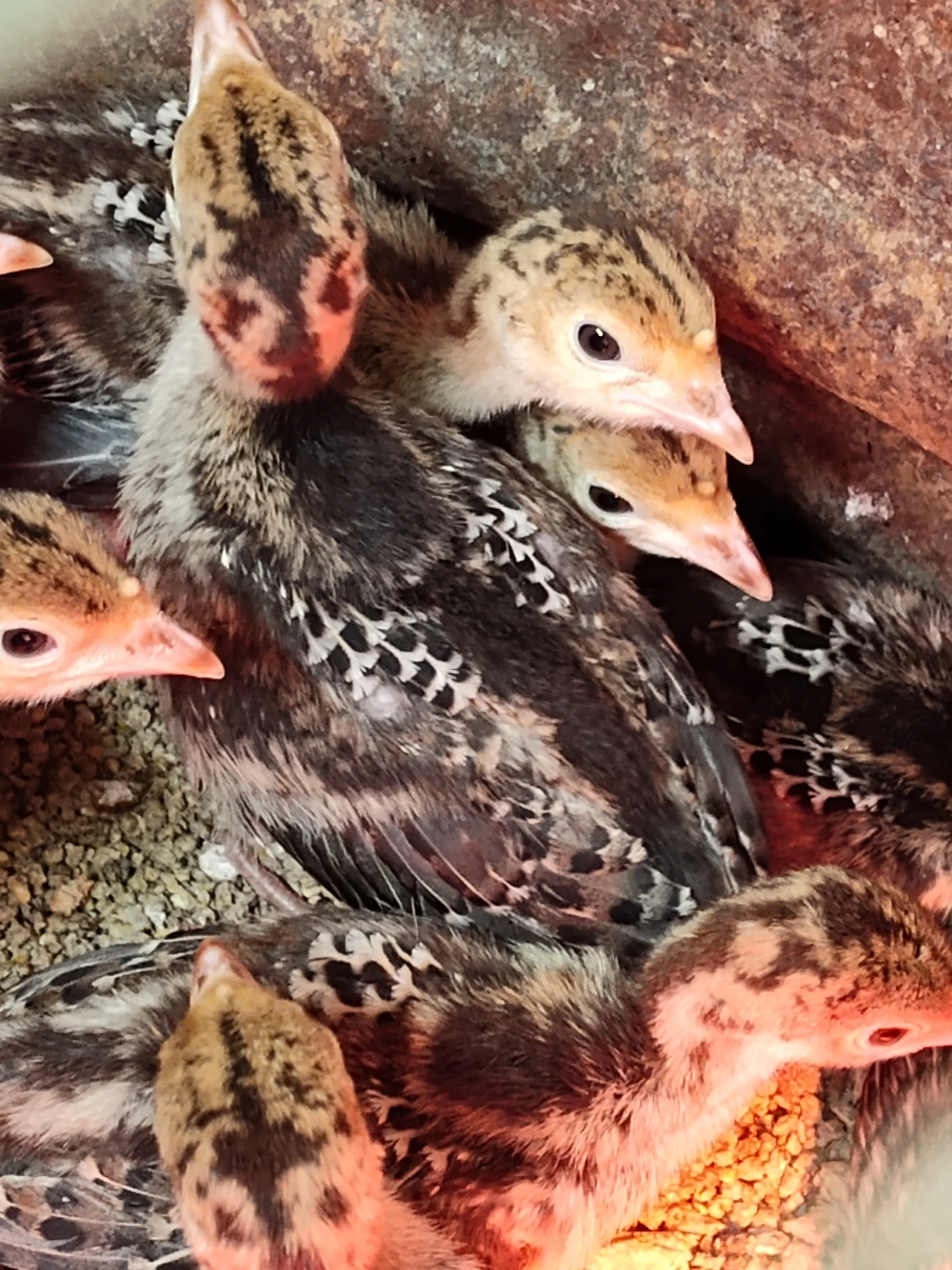 Rio Grande Turkey Chicks