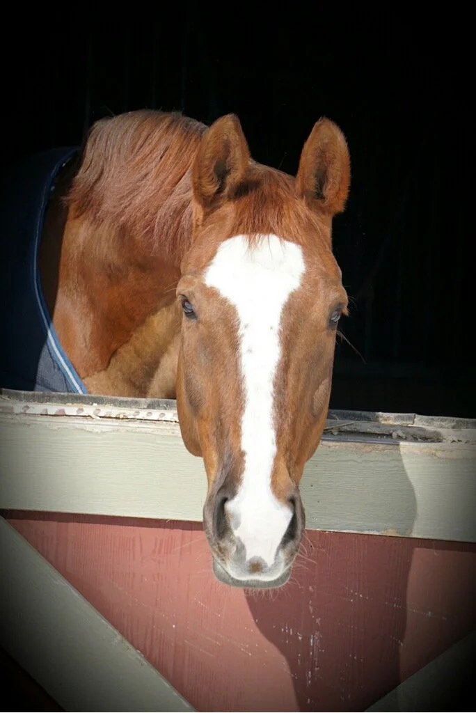 Animal Communication Session