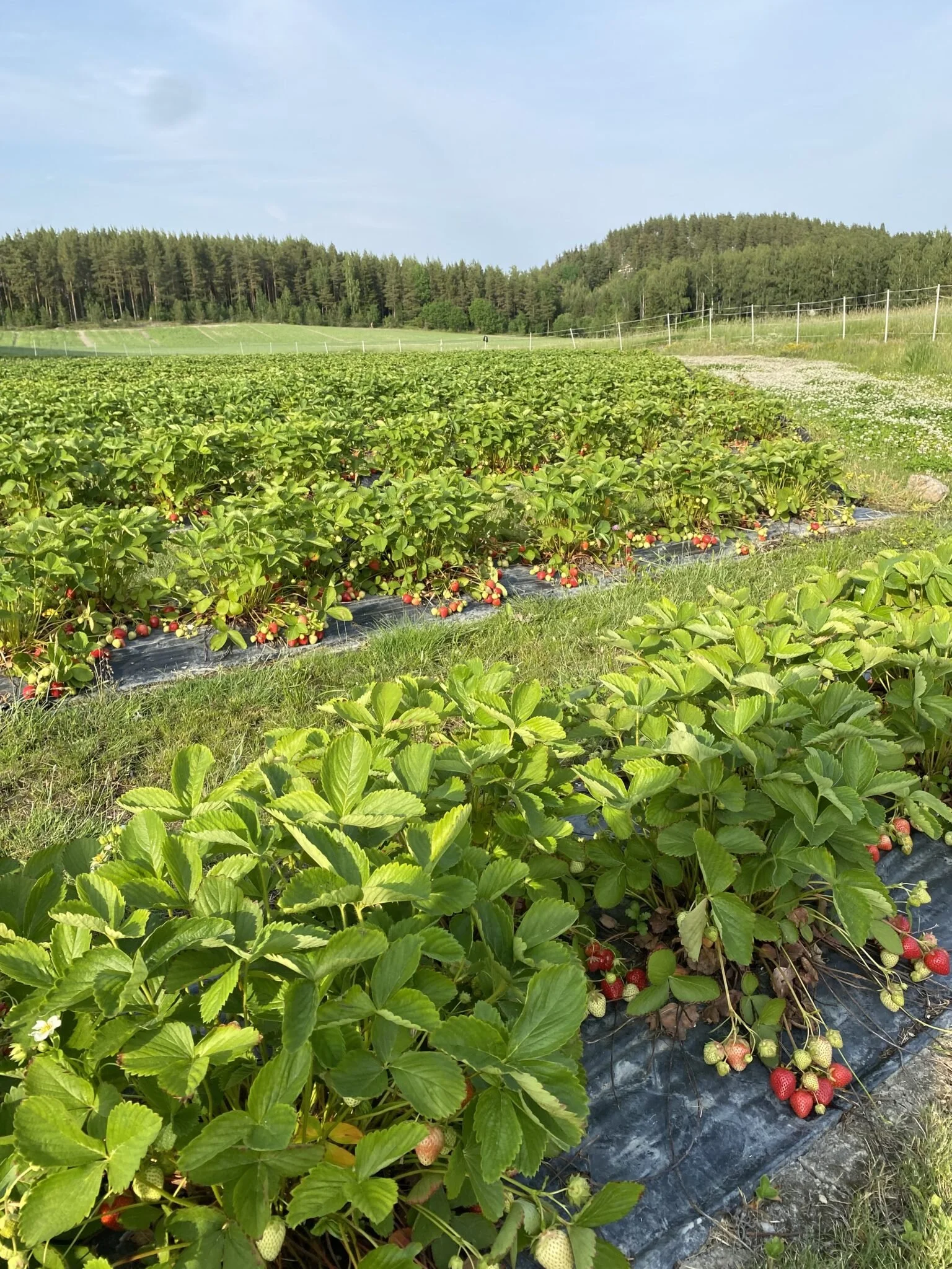 Jordgubbe.