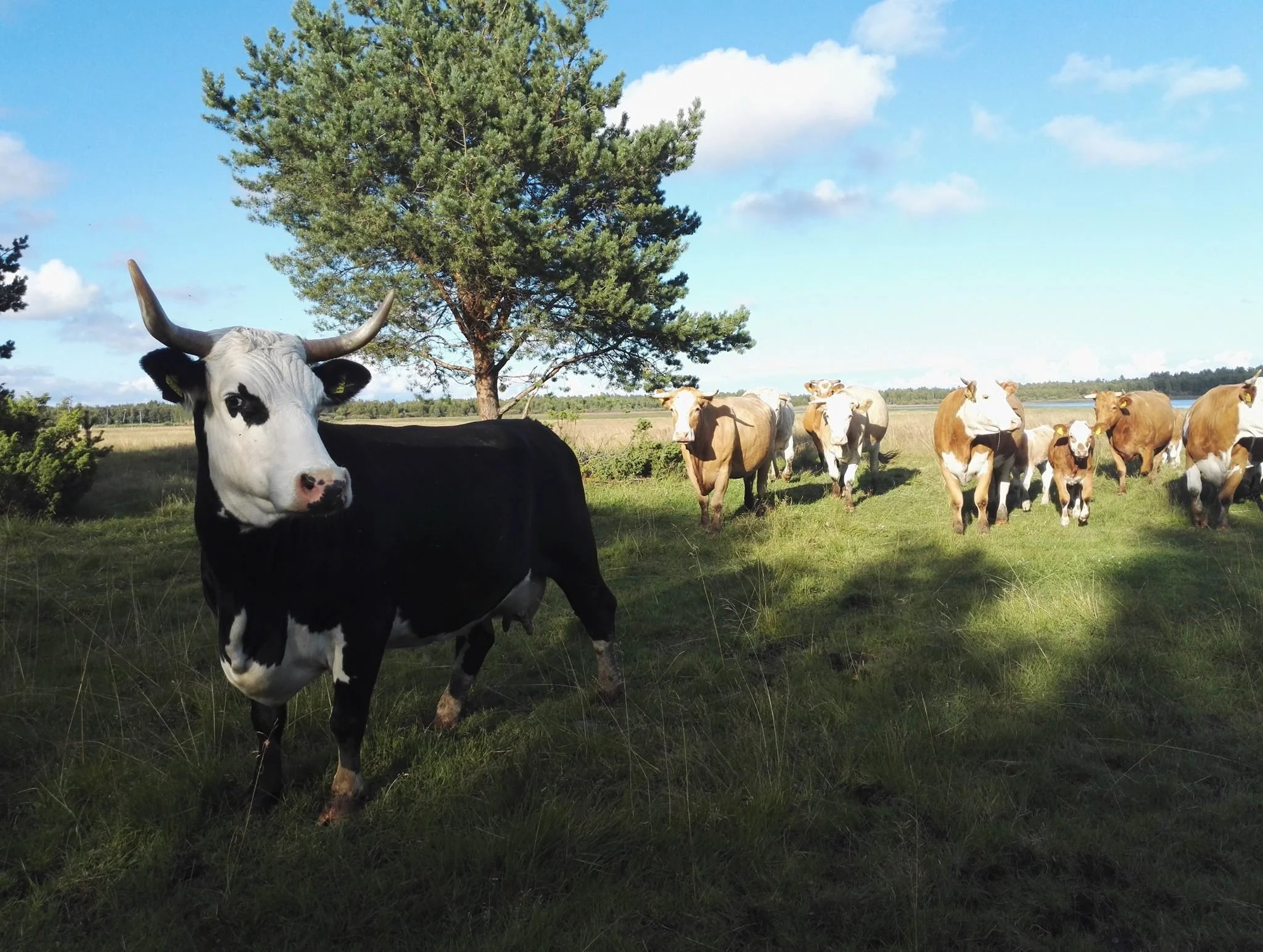 Kujalan tilan karjaa laitumella.