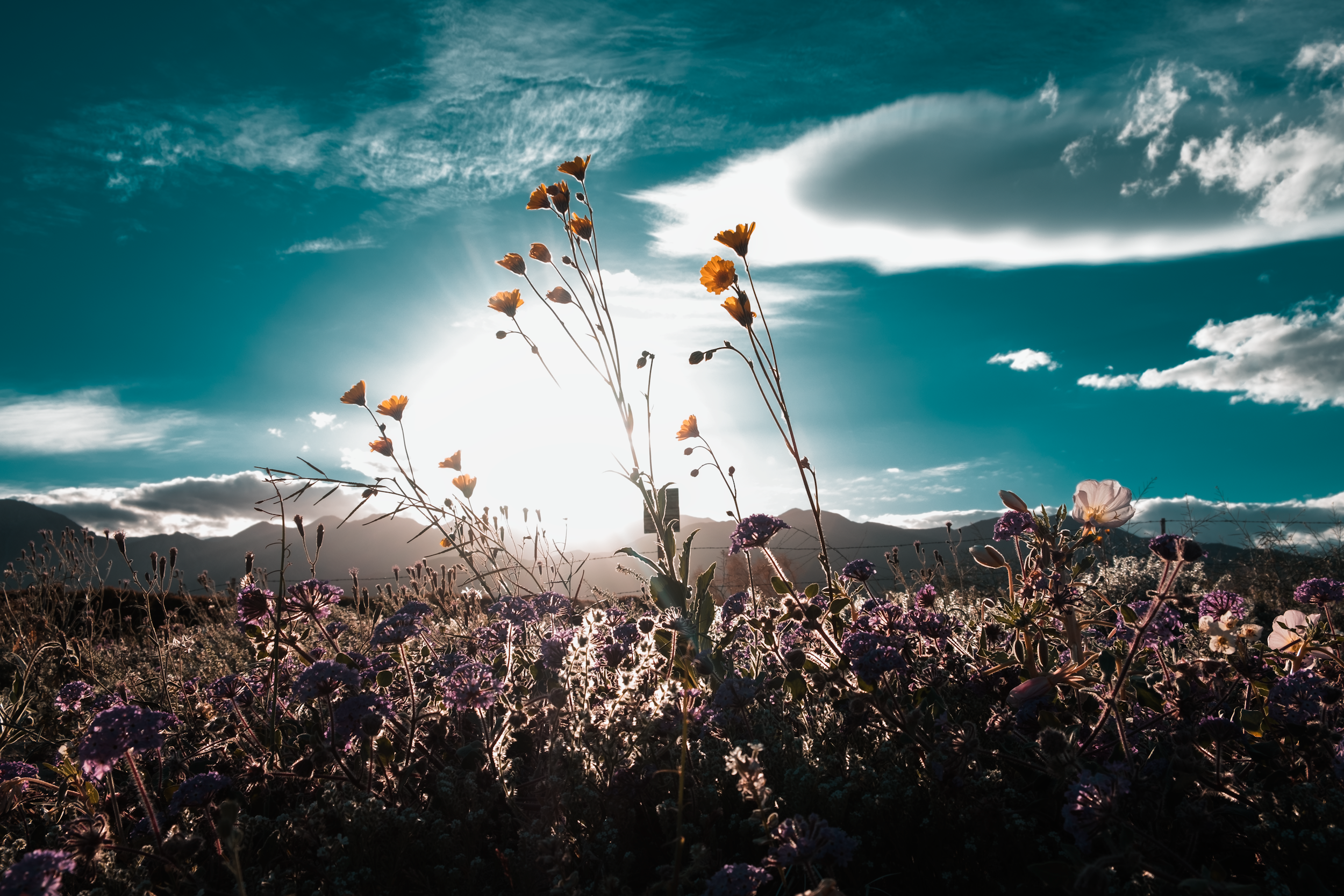 Flowers in a field with mountains in the background under a sky with clouds and sunlight.