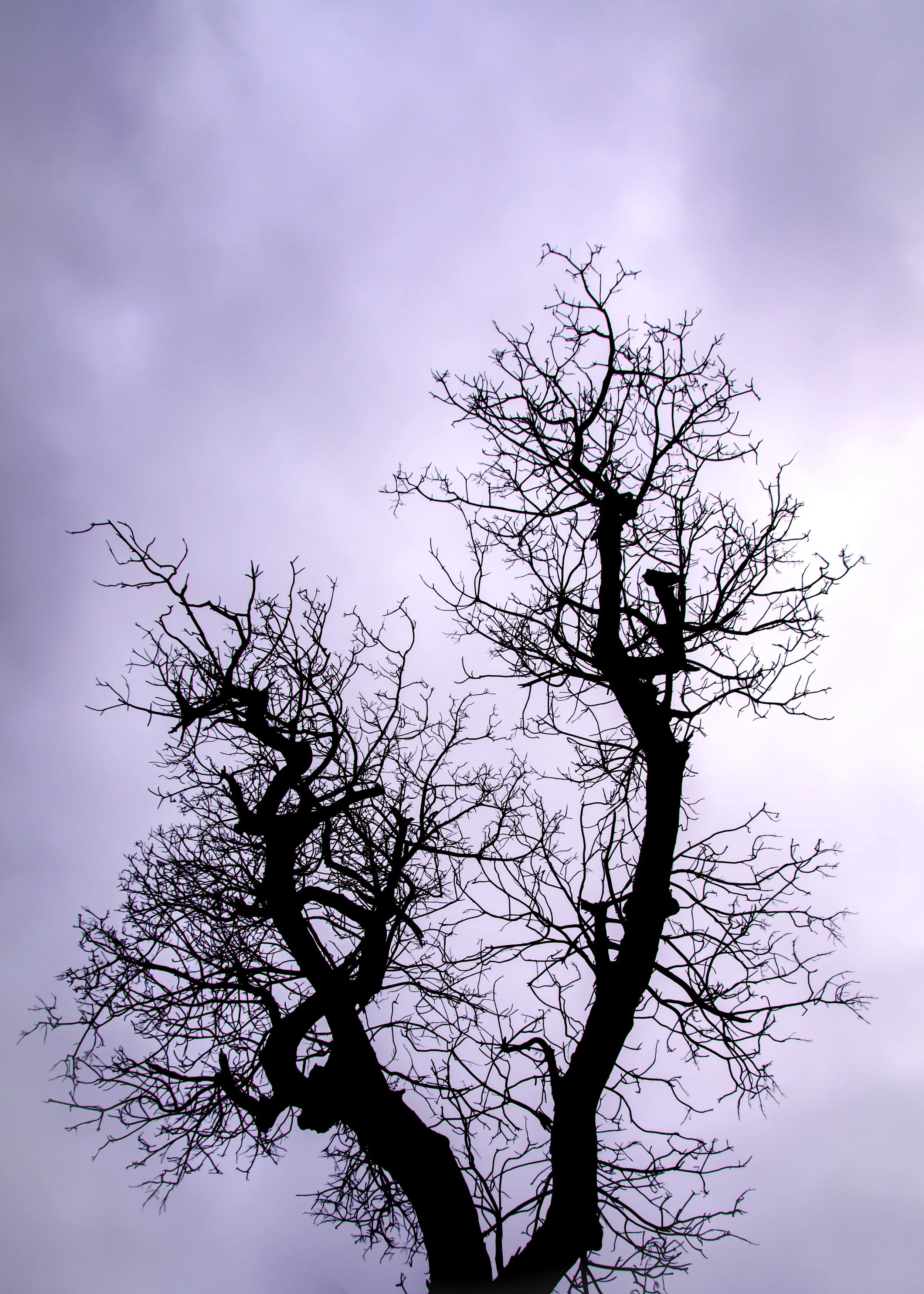 Arbutus Silhouette with purple sky