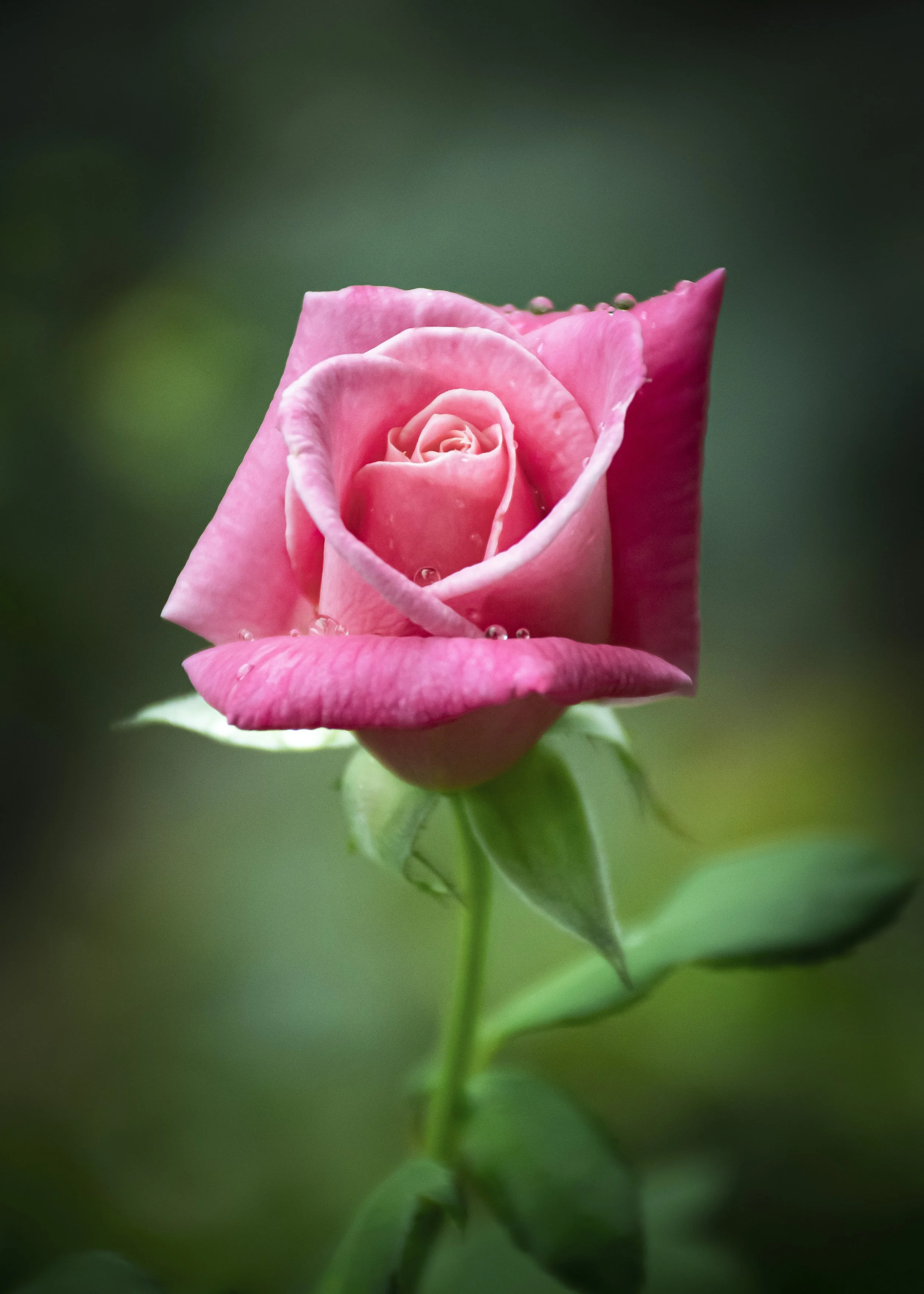 Pink rose