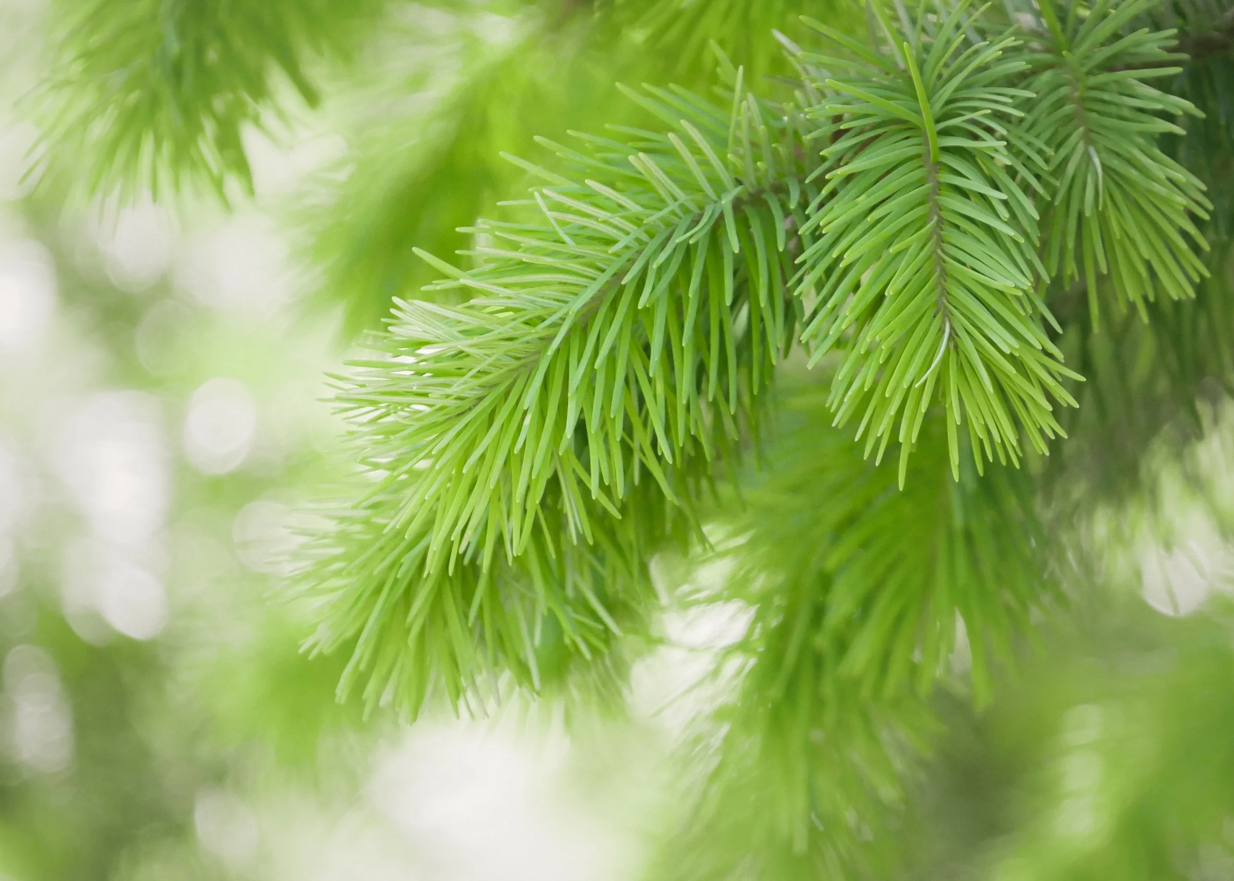 New Evergreen branch