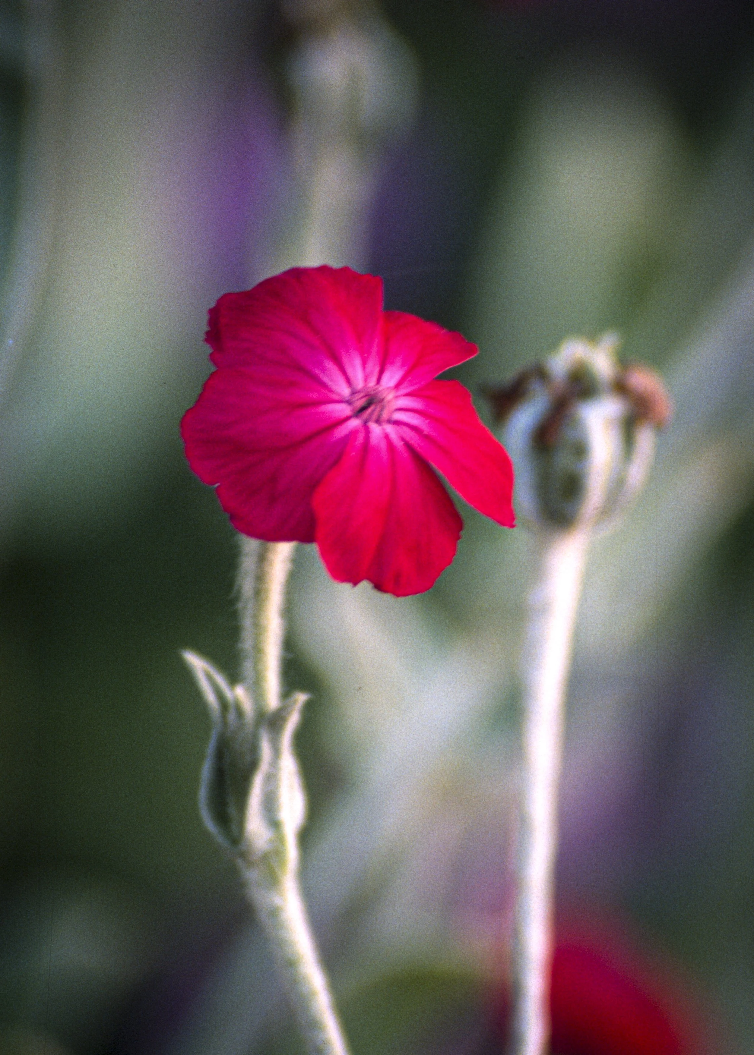 Magenta flower