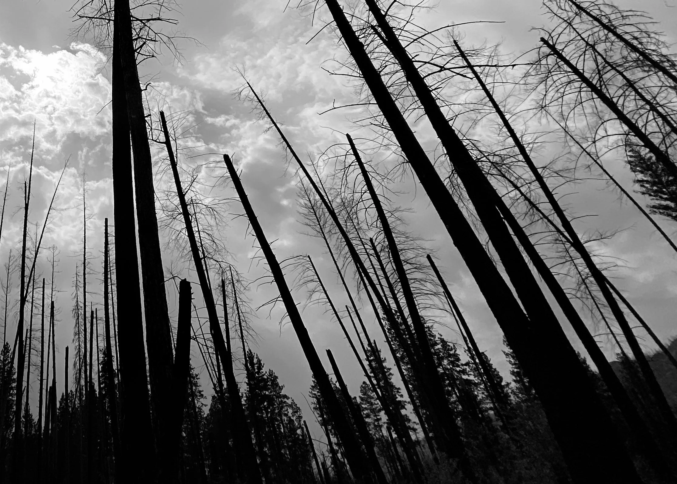 Burnt Forest in Black and White