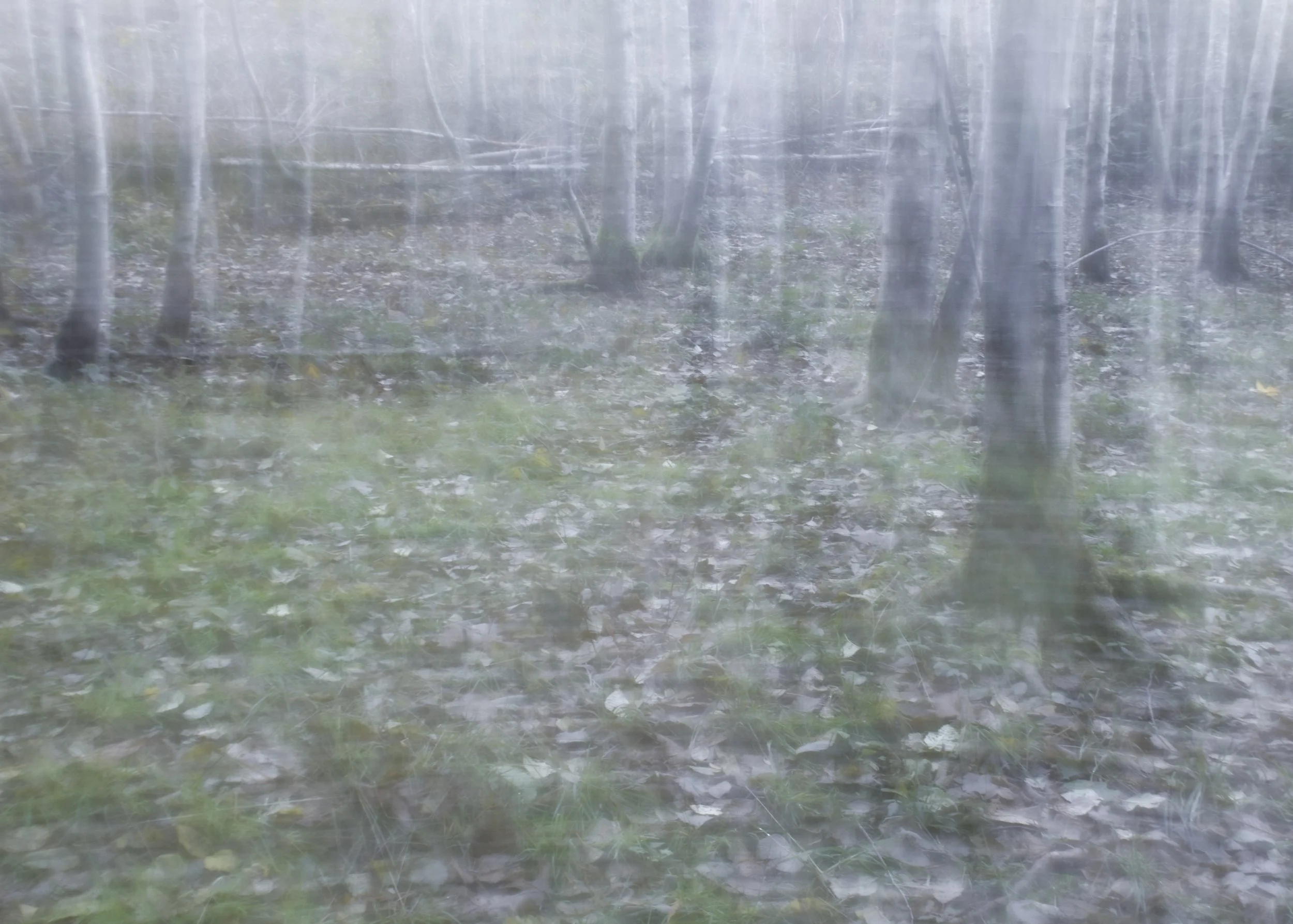 Blurry Forest