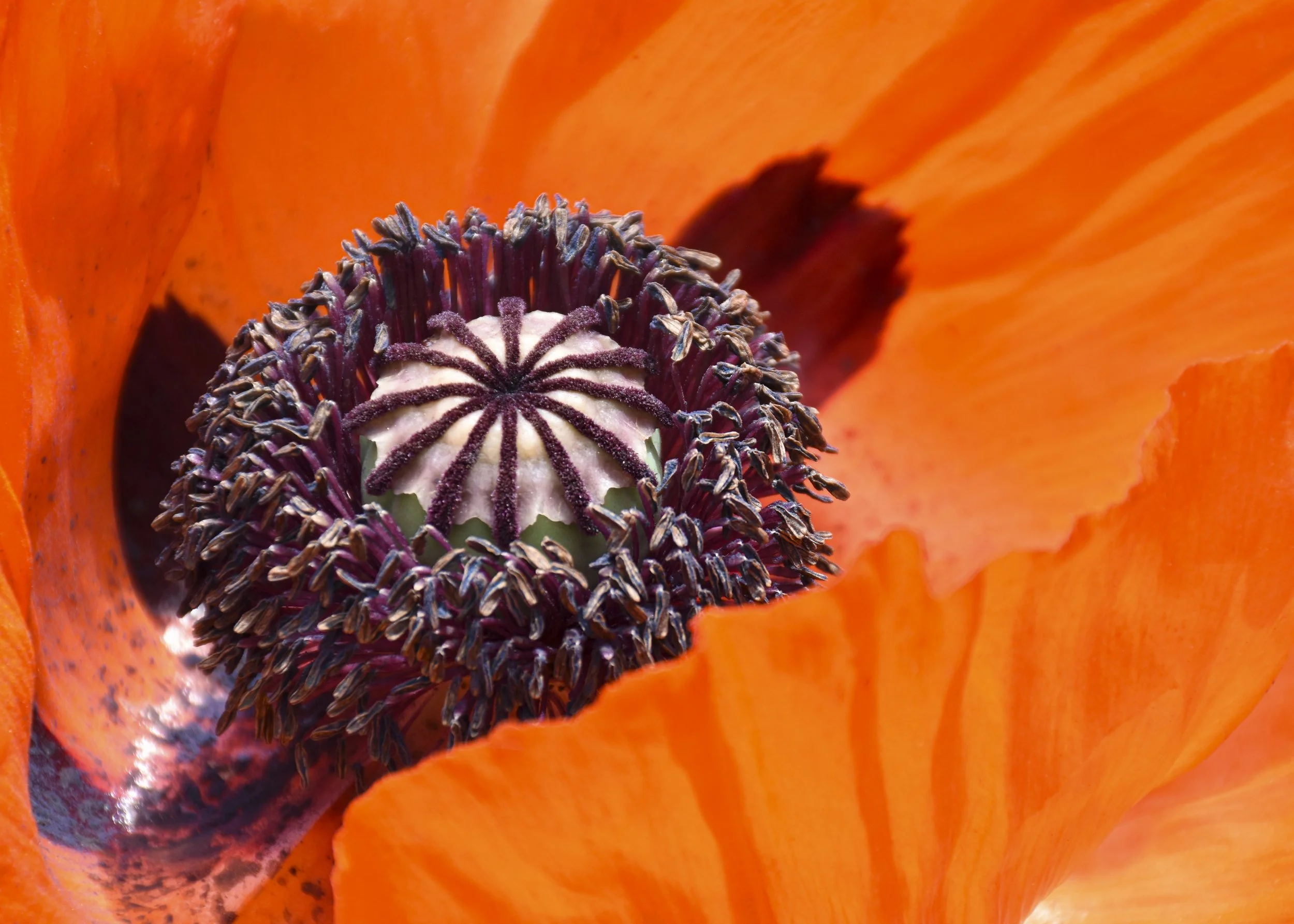 Poppy flower