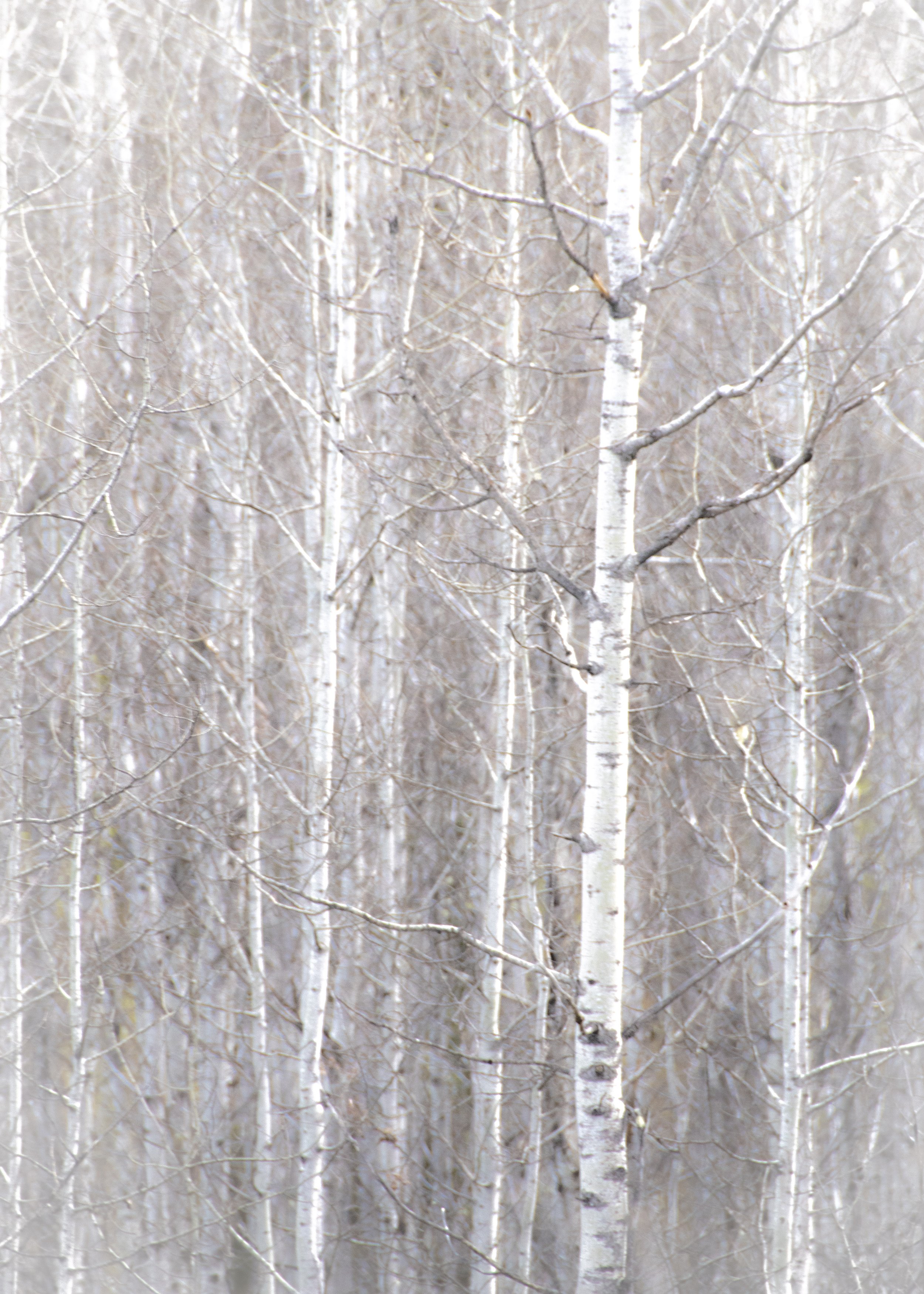 Birch Trees