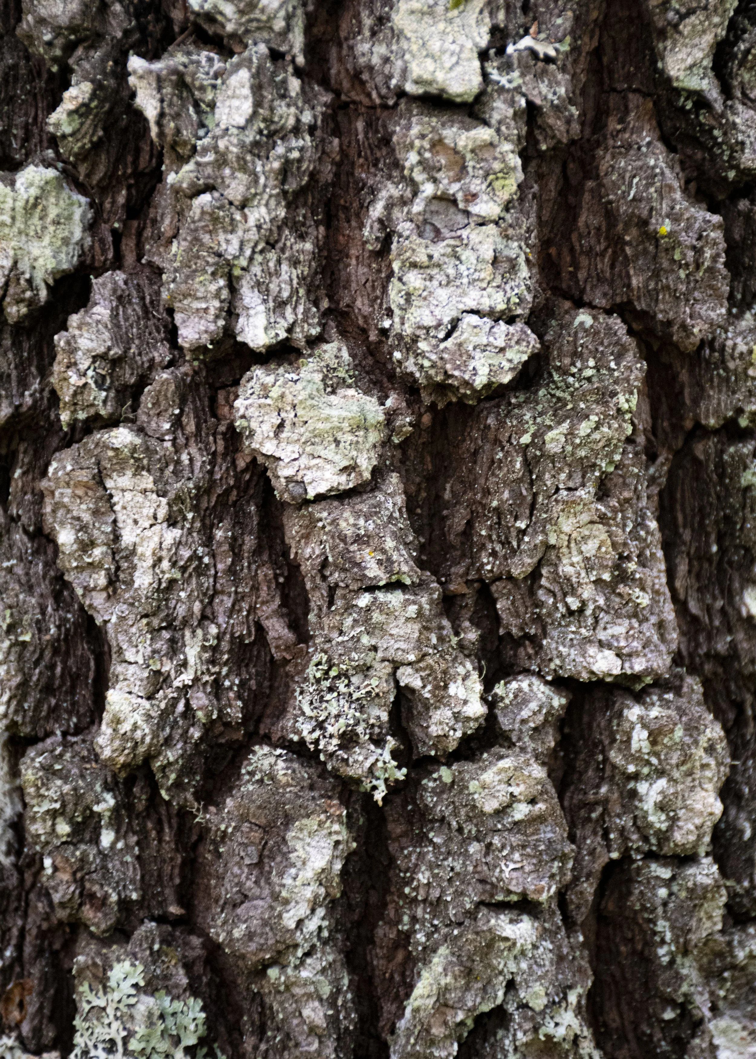 Tree Bark