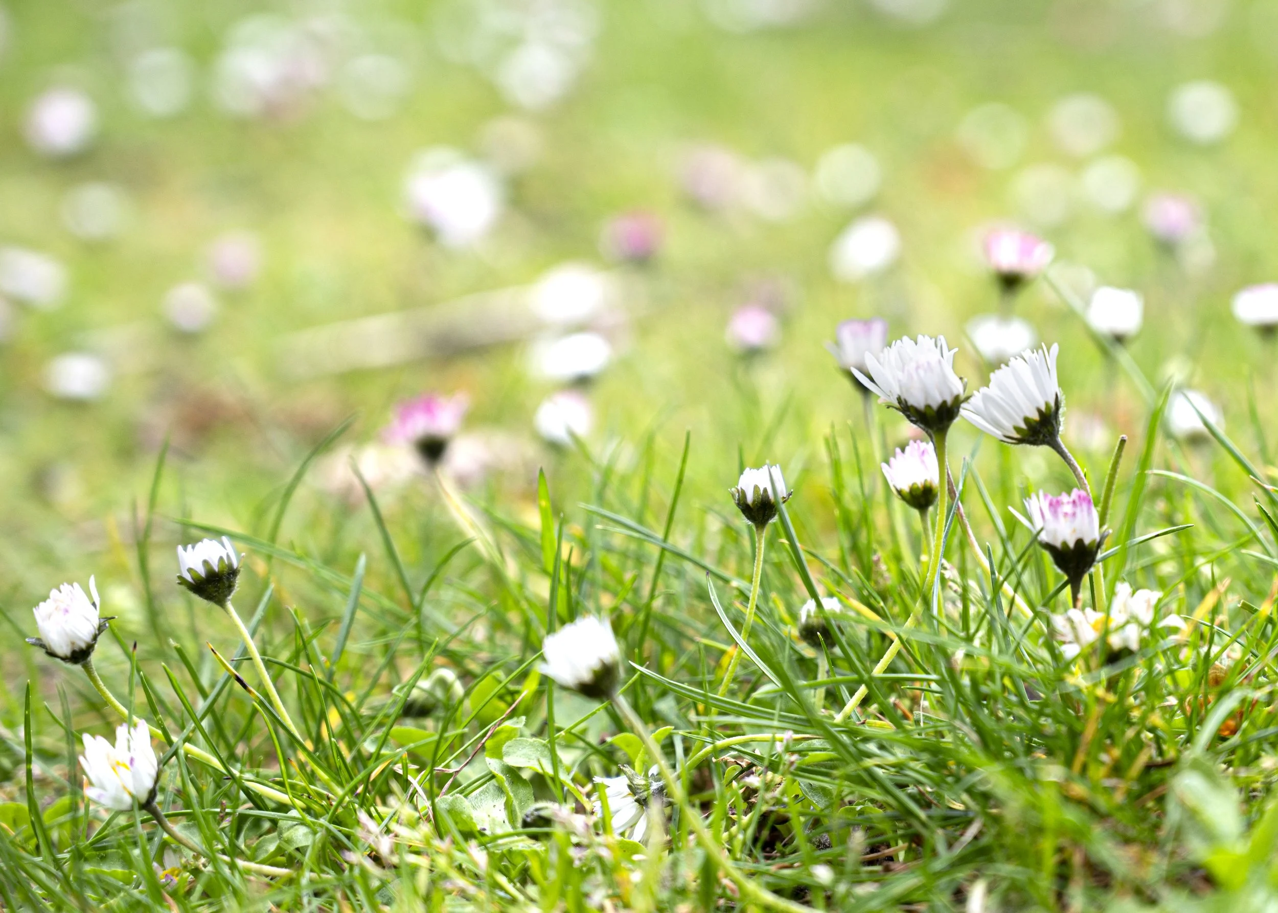 Field of flowers