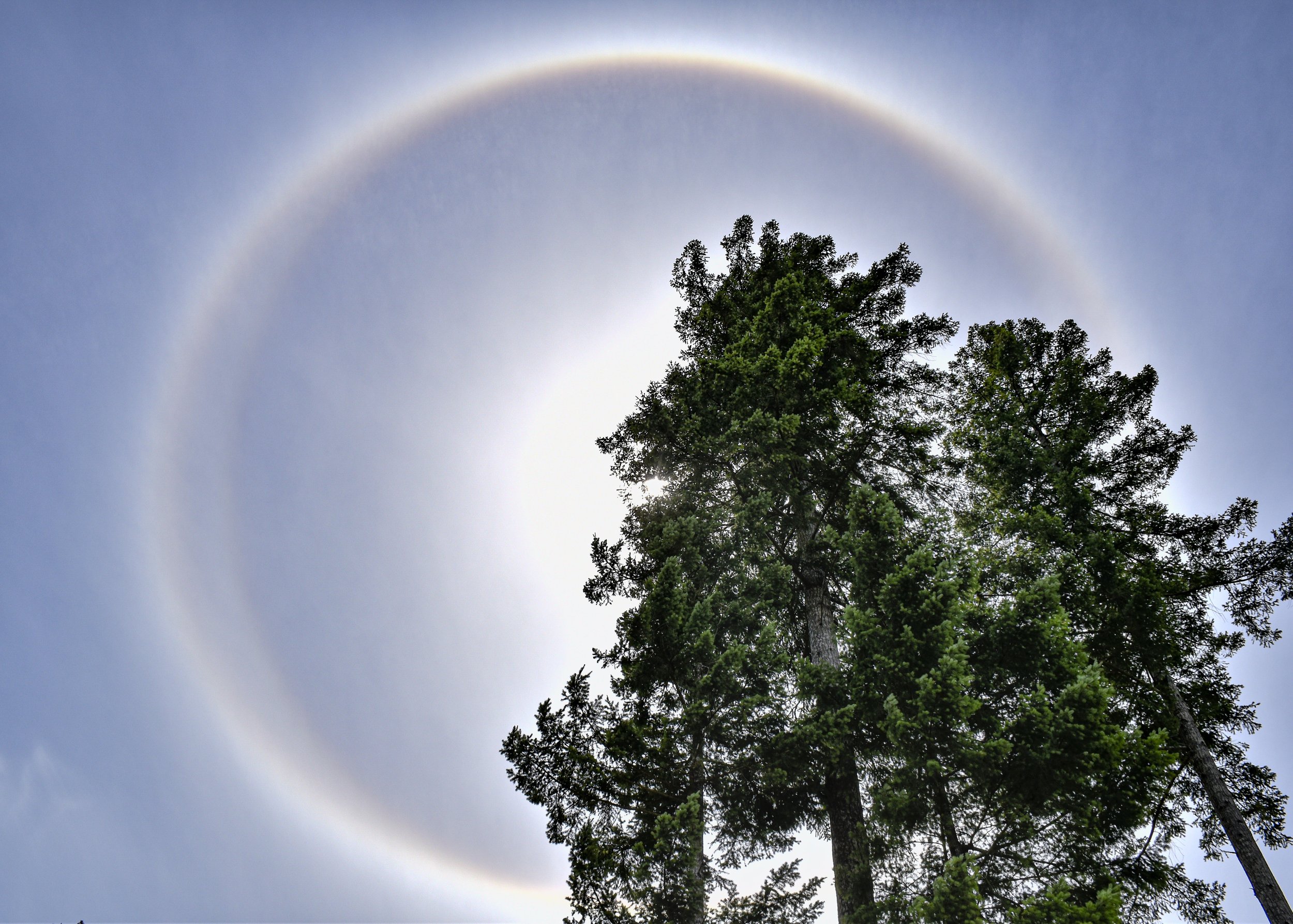 Sun Dog behind trees