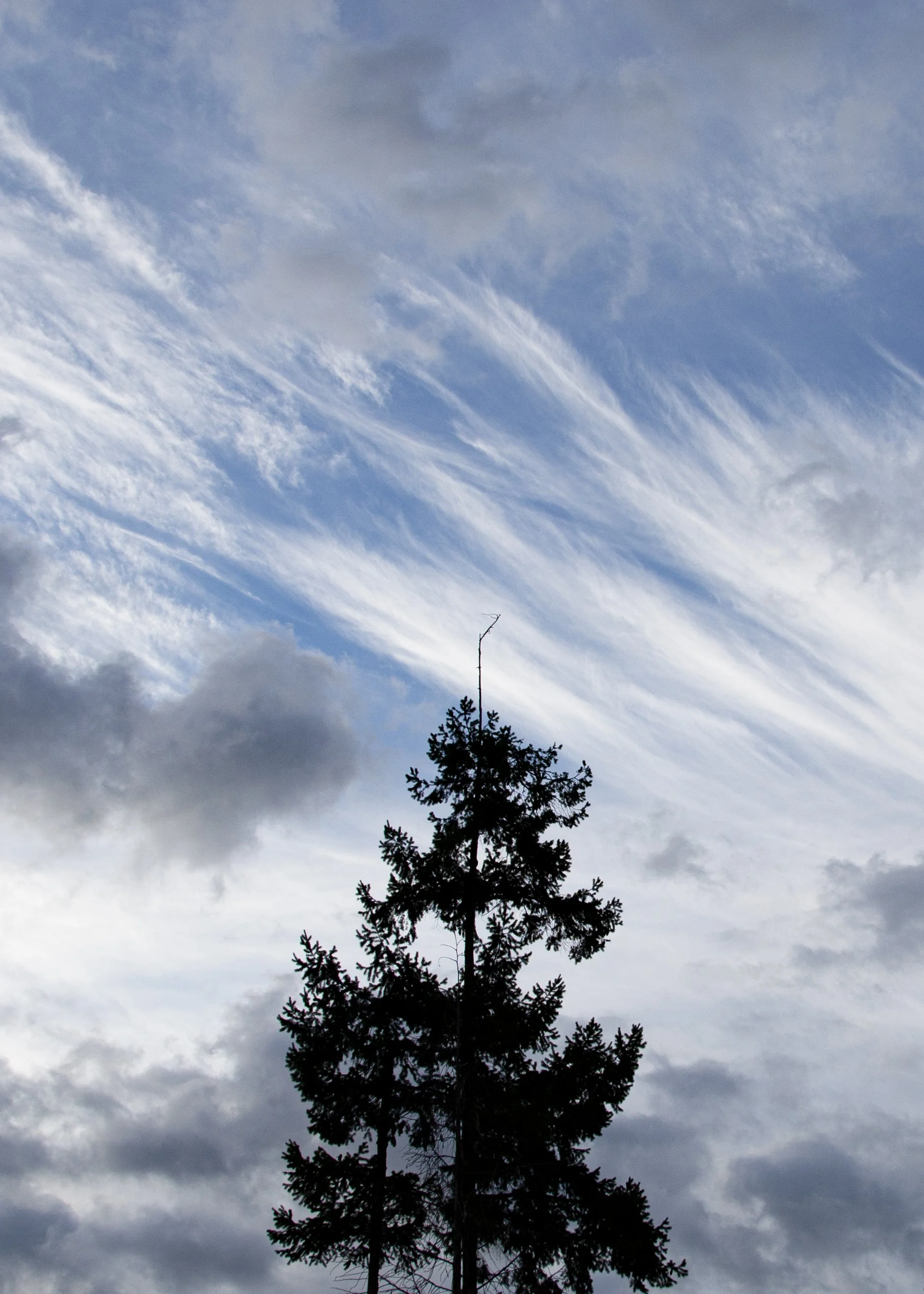 Clouds behind tree
