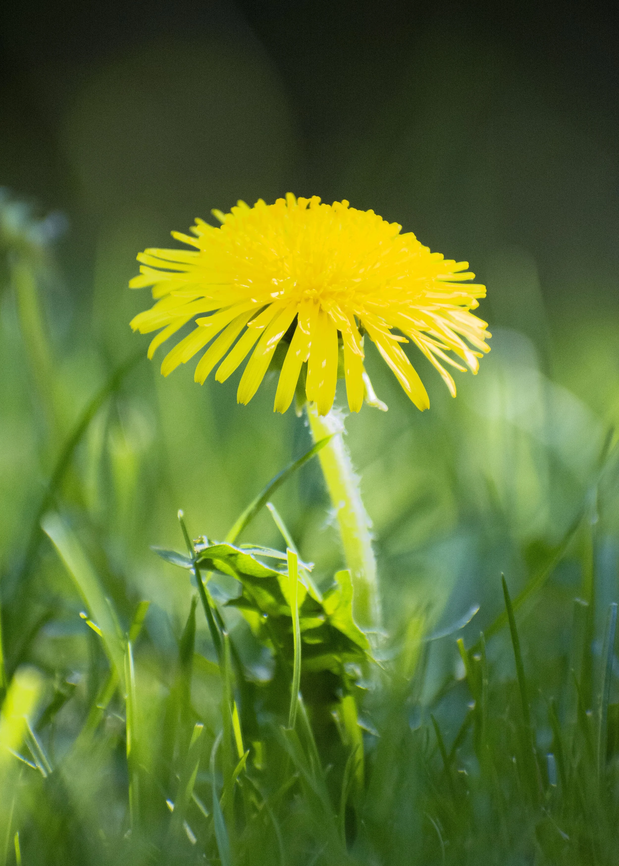 Dandelion