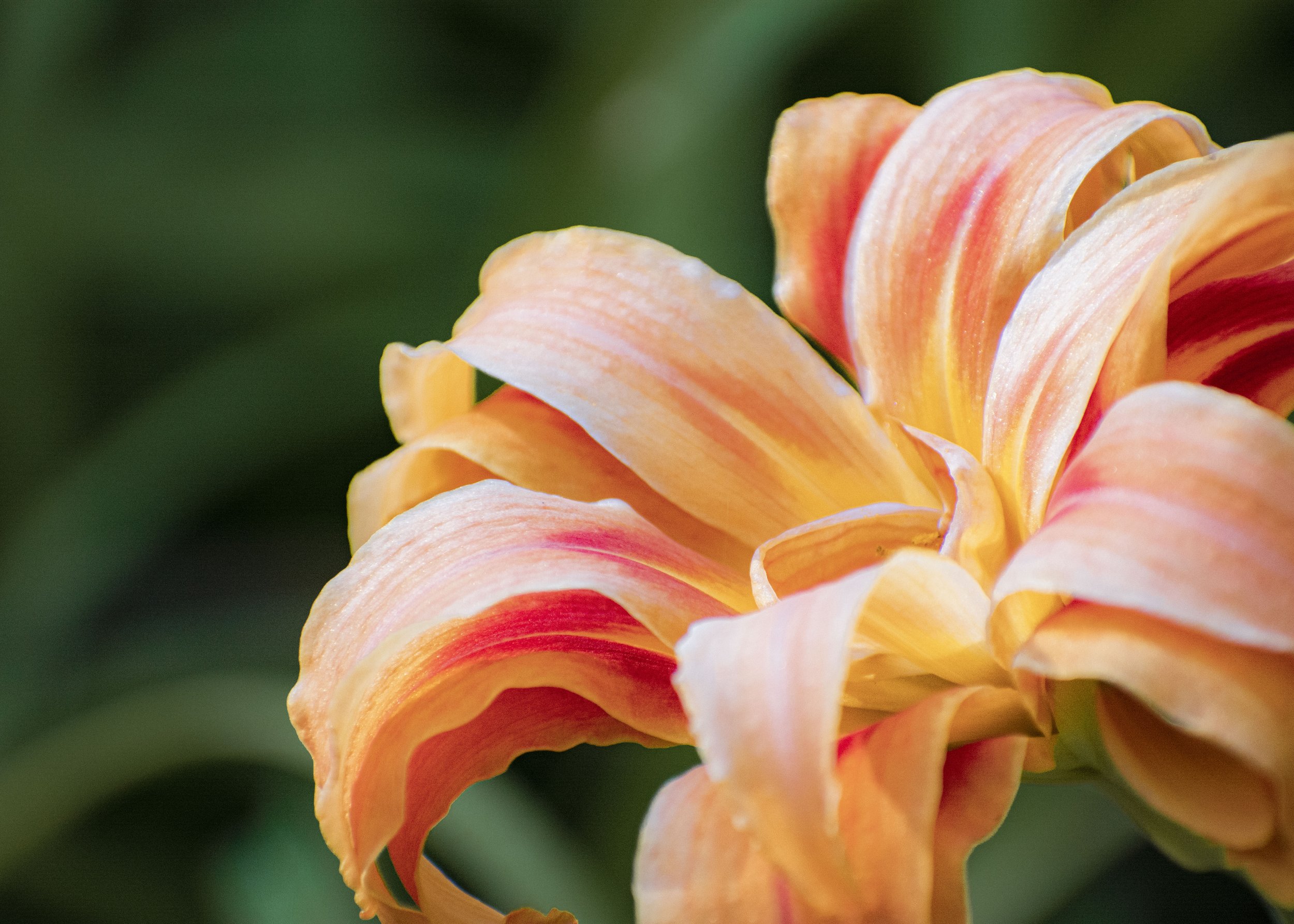 Orange Lily flower