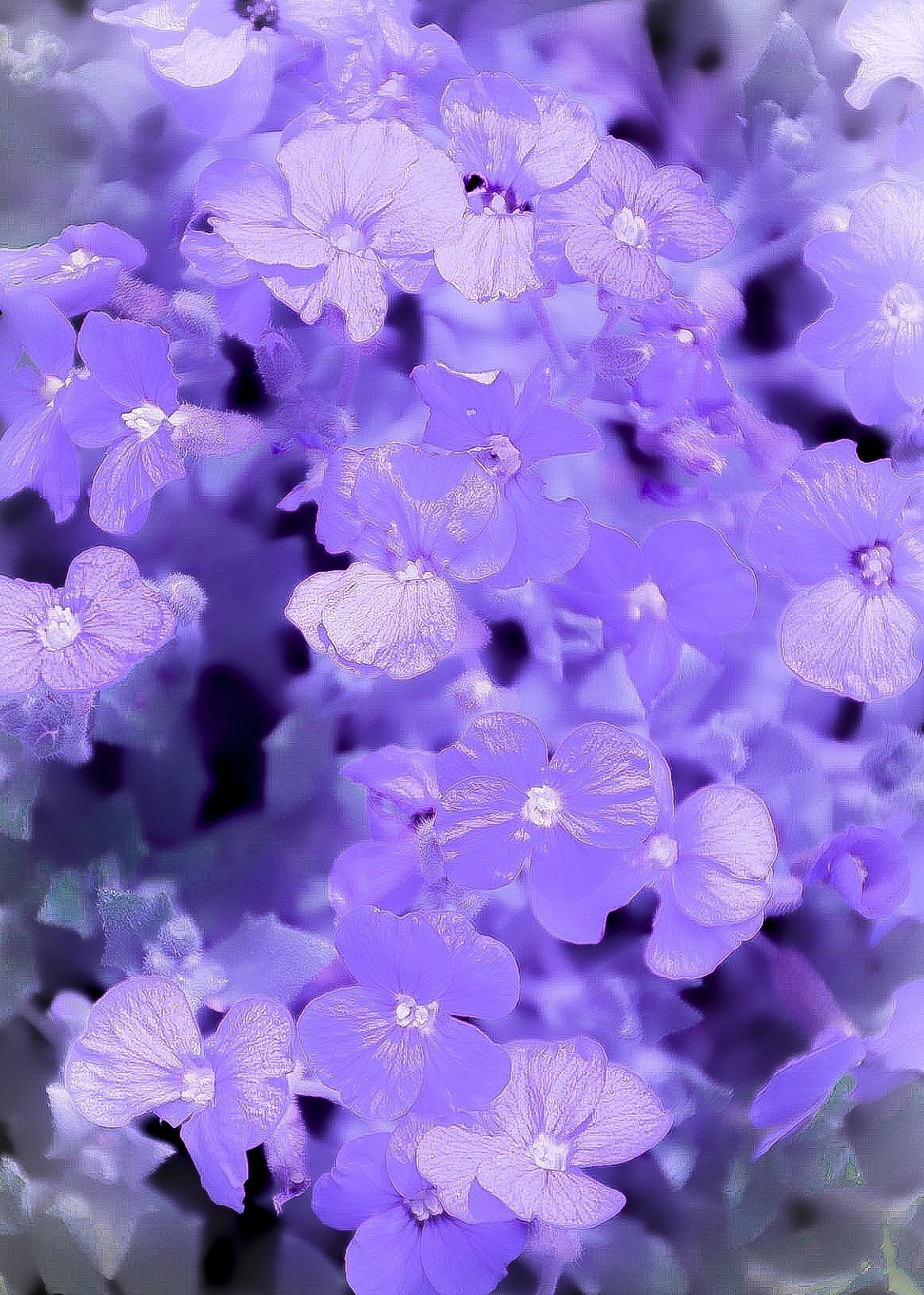 Purple flowers