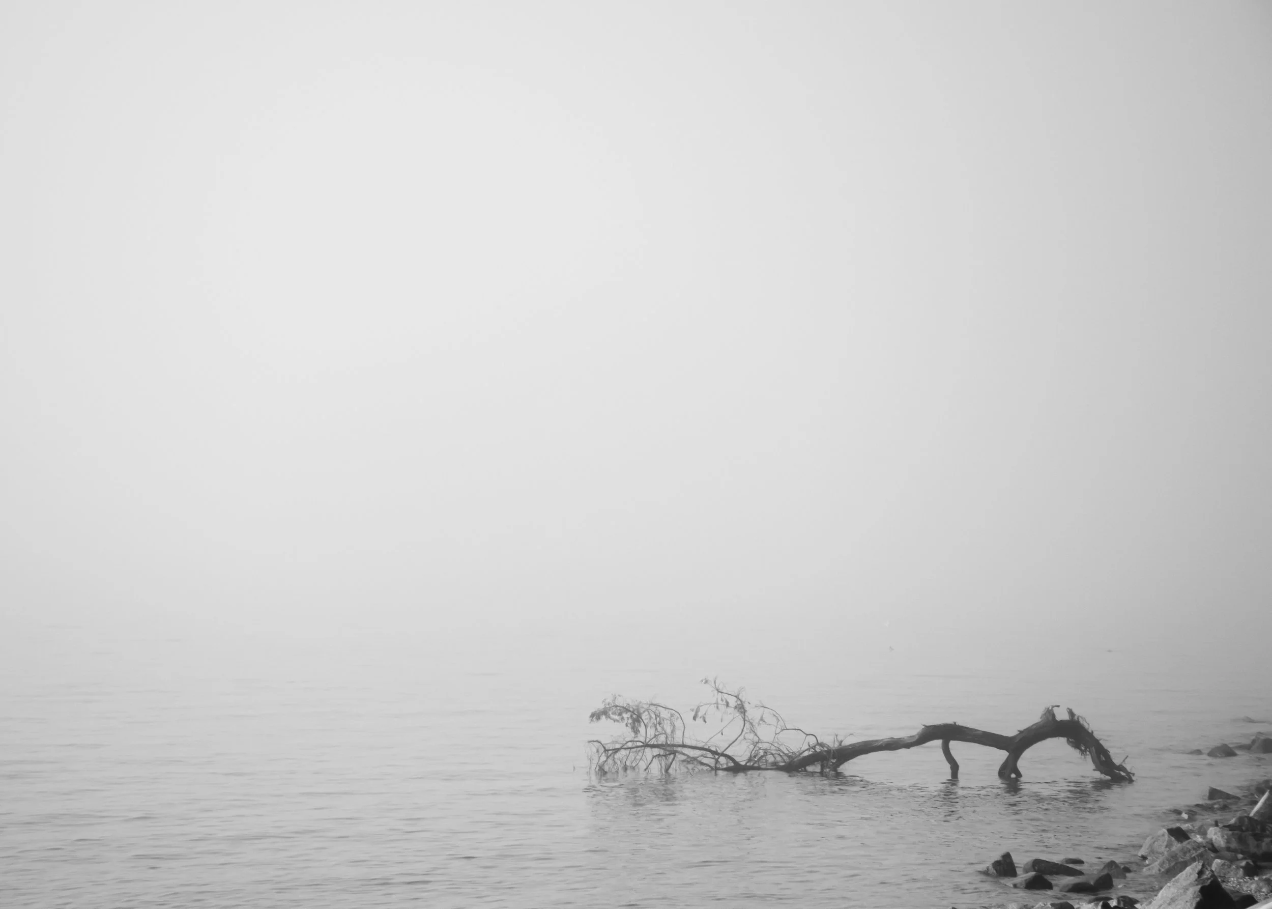 Fallen tree in the fog