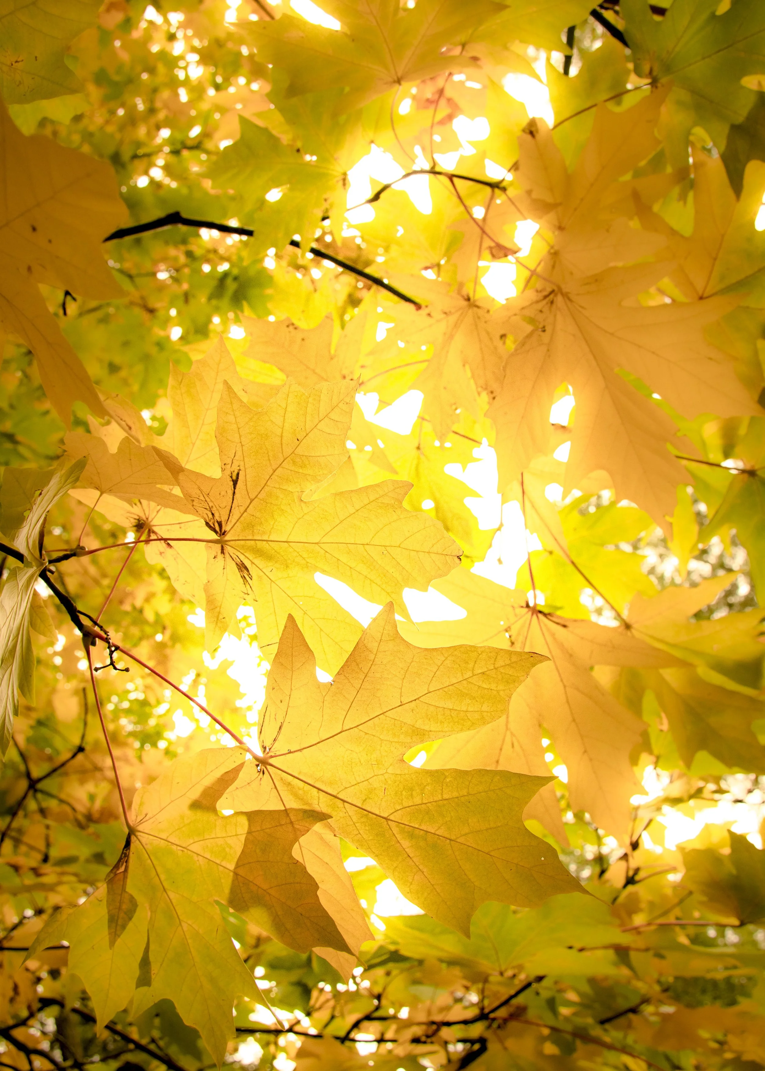 Yellow Maple Leaves