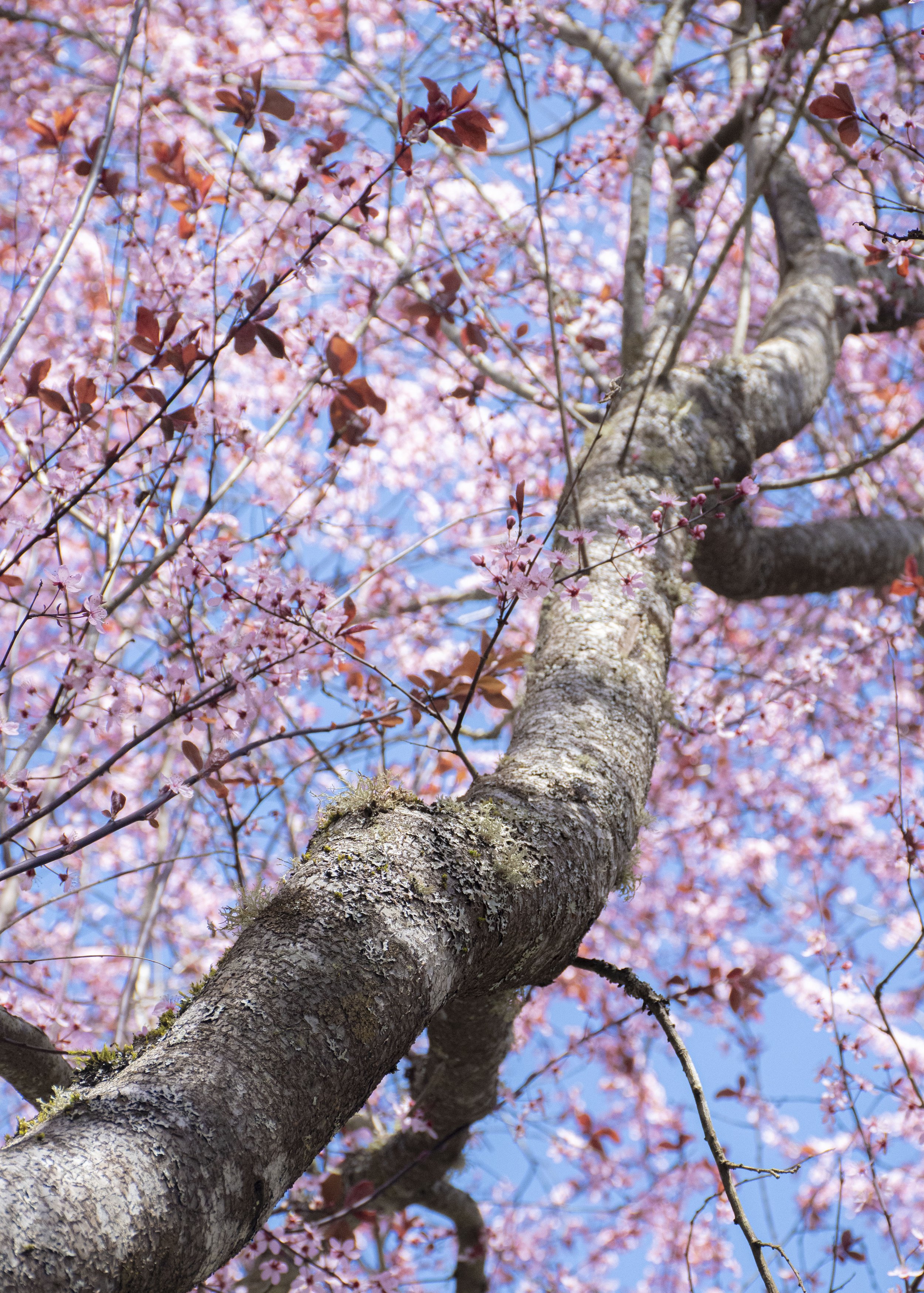 Spring Cherry Blossom