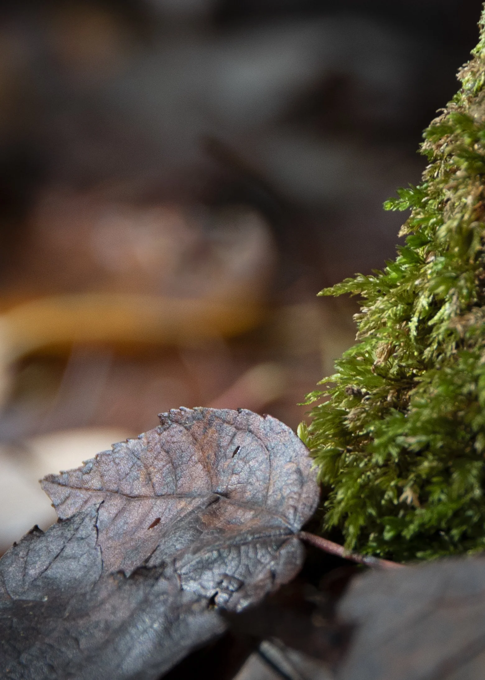 Autumn leaves and moss