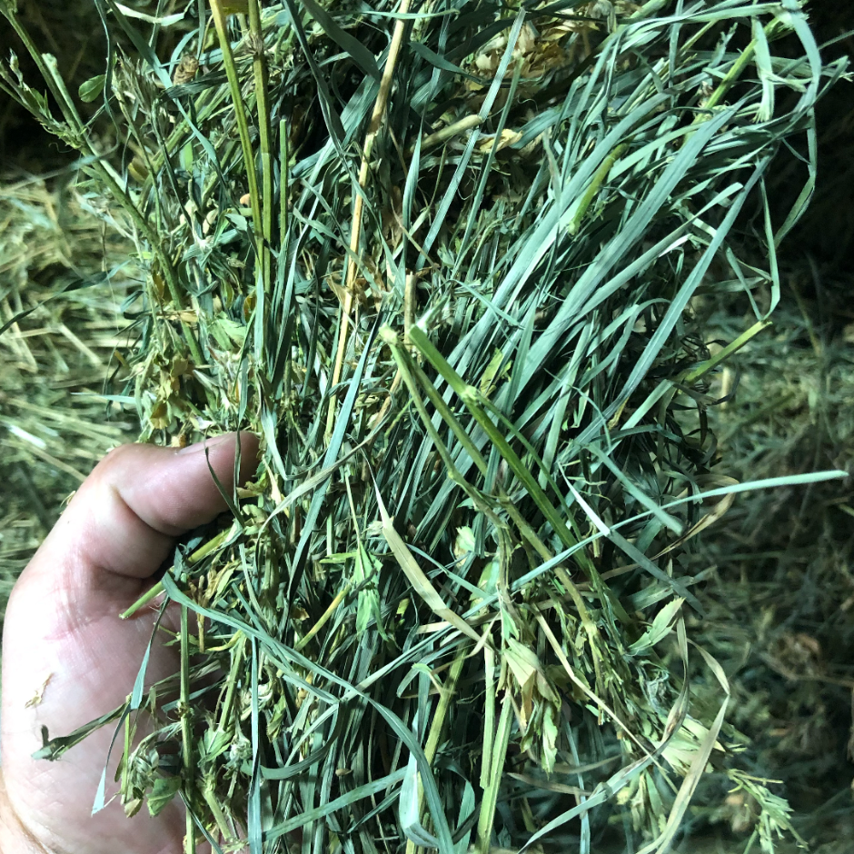 A person's hand holding a bunch of freshly cut green grass or hay.