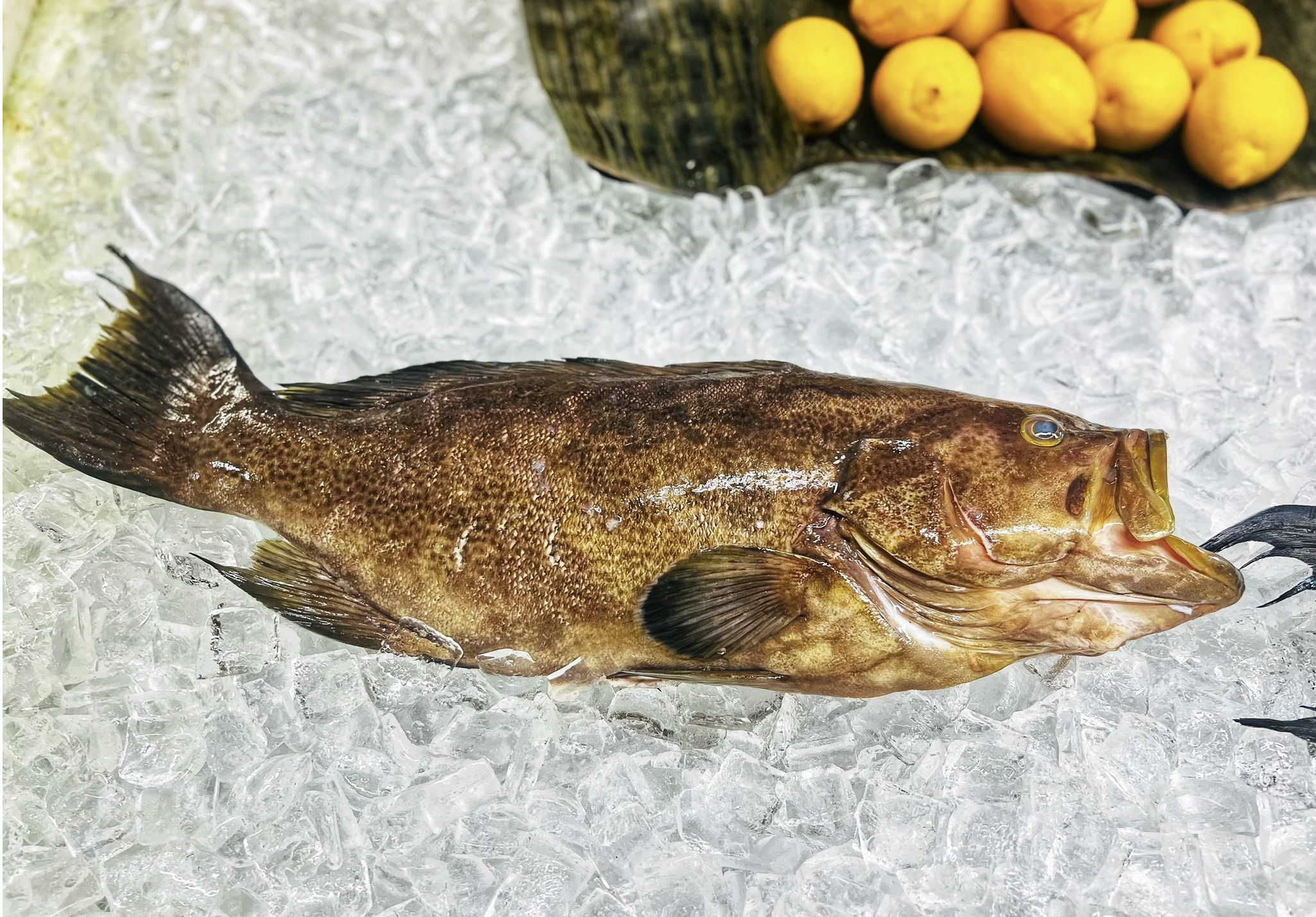 Fresh fish on ice with a tray of yellow lemons in the background.