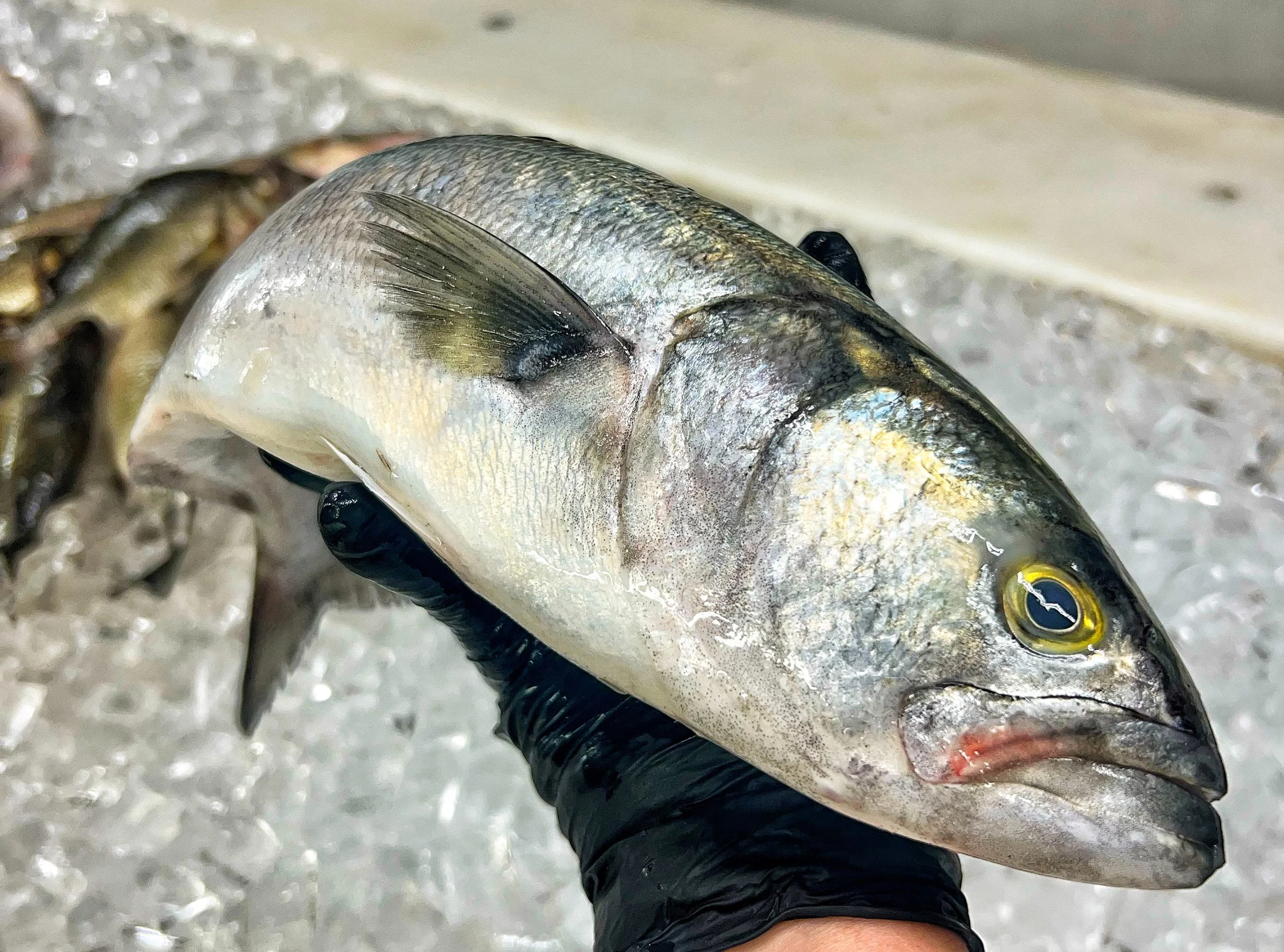 A person wearing black gloves holding a fish with silver and gray scales