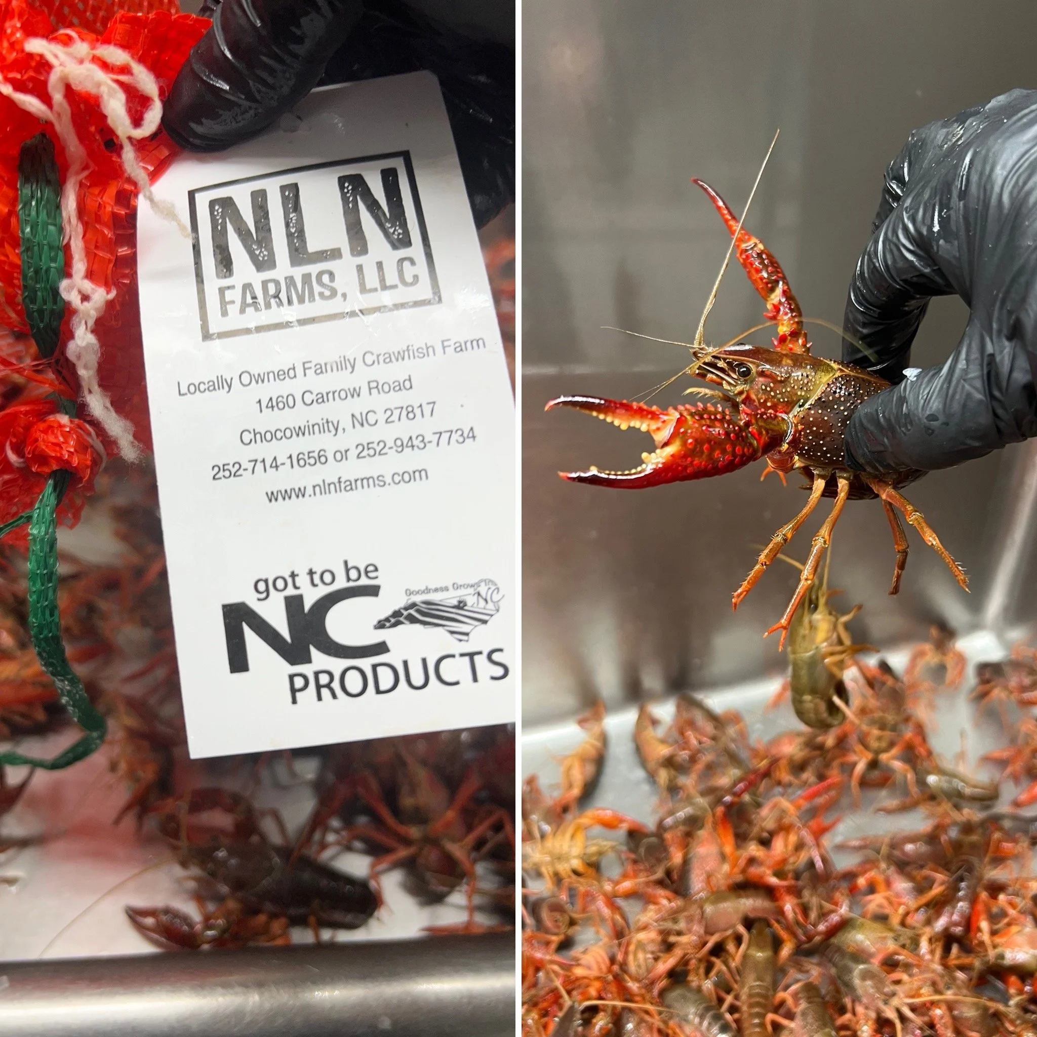 Left side: a bag of crawfish from NLN Farms with a label showing the farm's address, phone number, and website. Right side: a person wearing black gloves holding a live crawfish over a tray of other crawfish.