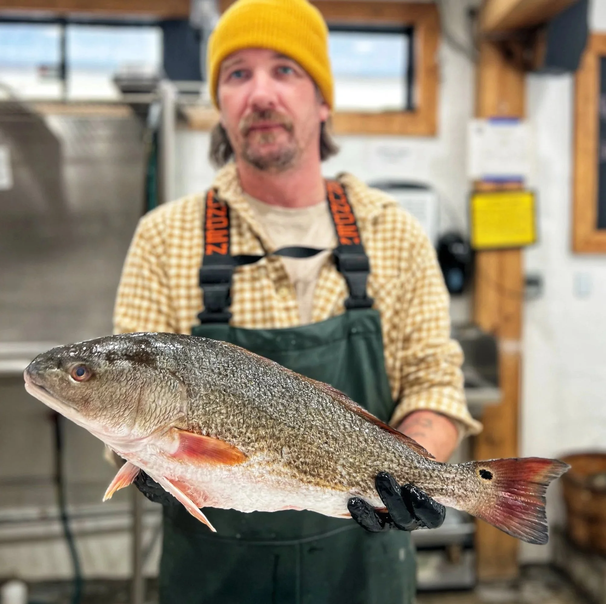 Man wearing a yellow beanie and an apron holding a large fish indoors.