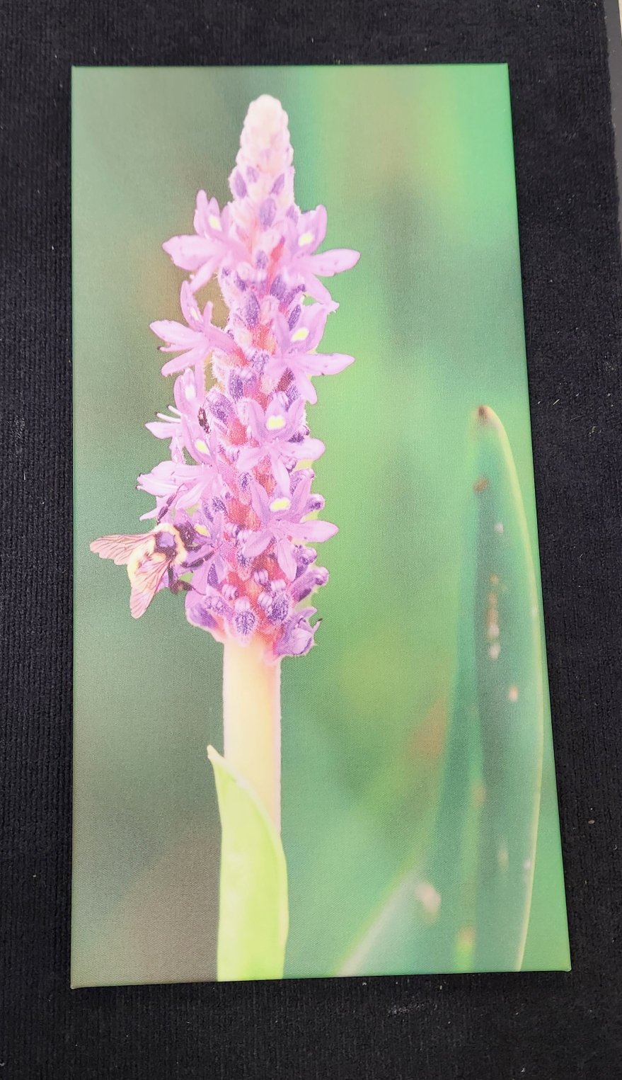 Flower, Floral landscape Canvas Print. Enhanced and brightened image. Canvas print on .75 inch stretcher bar