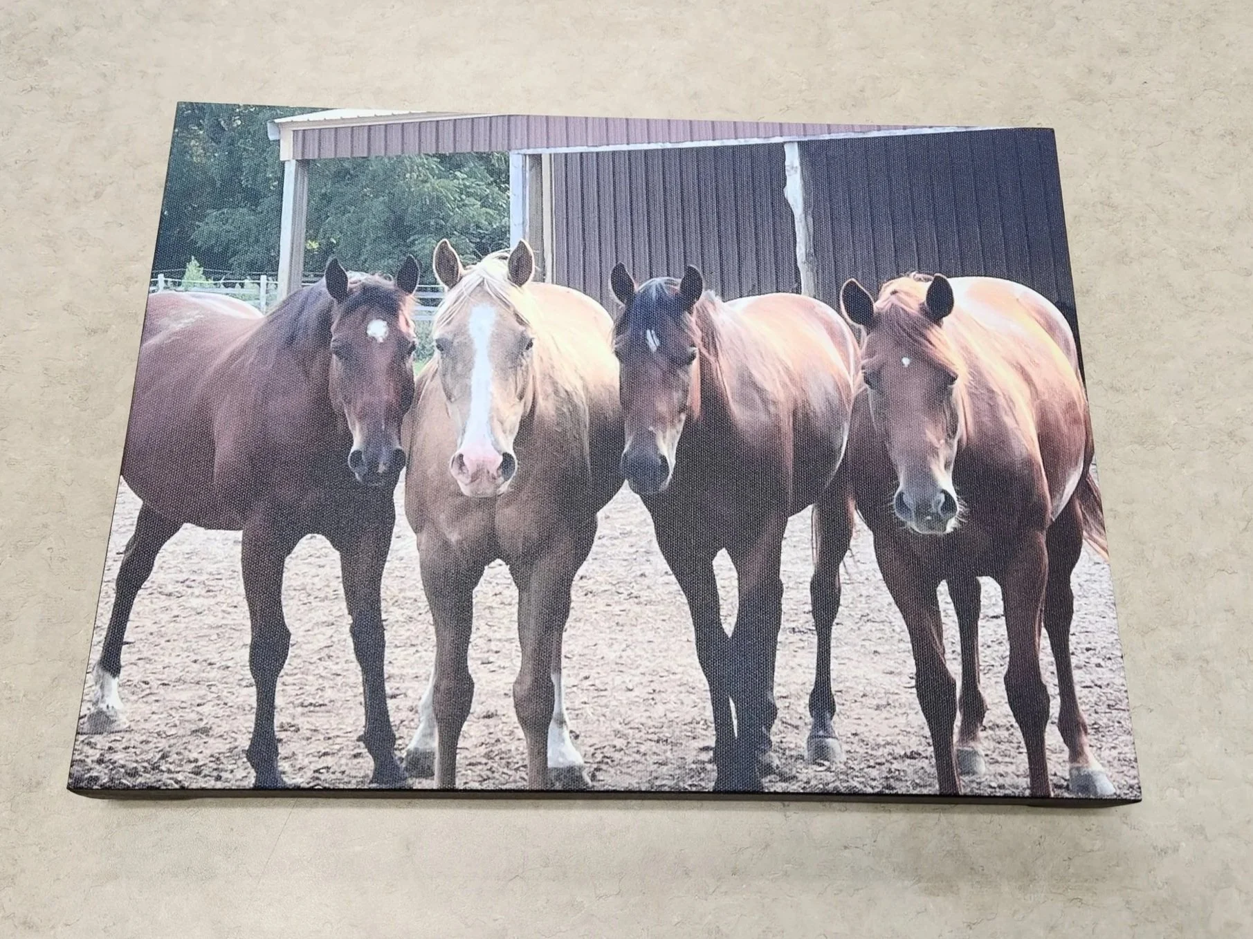 Horse Canvas print from phone on 1.25 inch stretcher bar