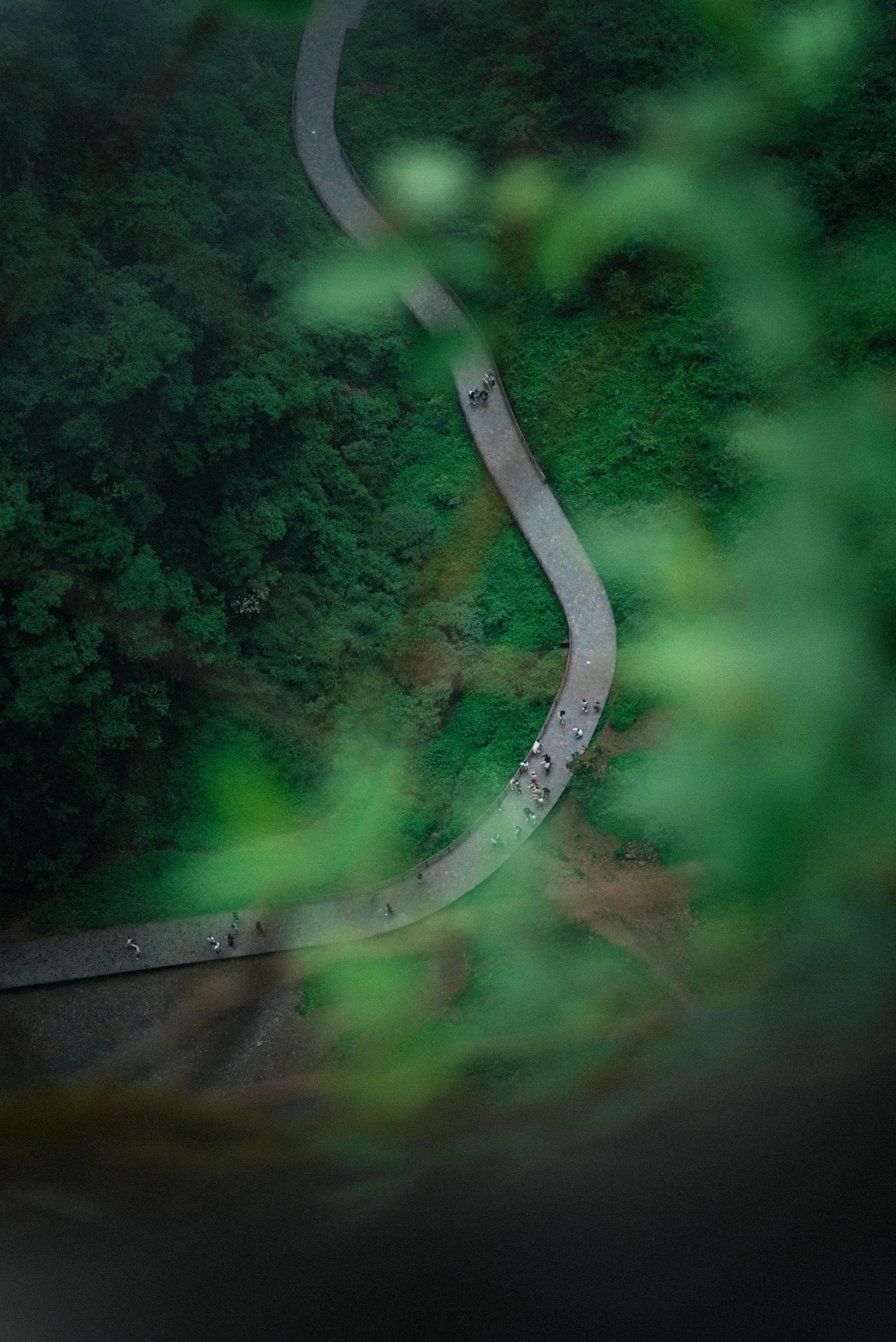 A winding path through a lush green forest viewed from above.