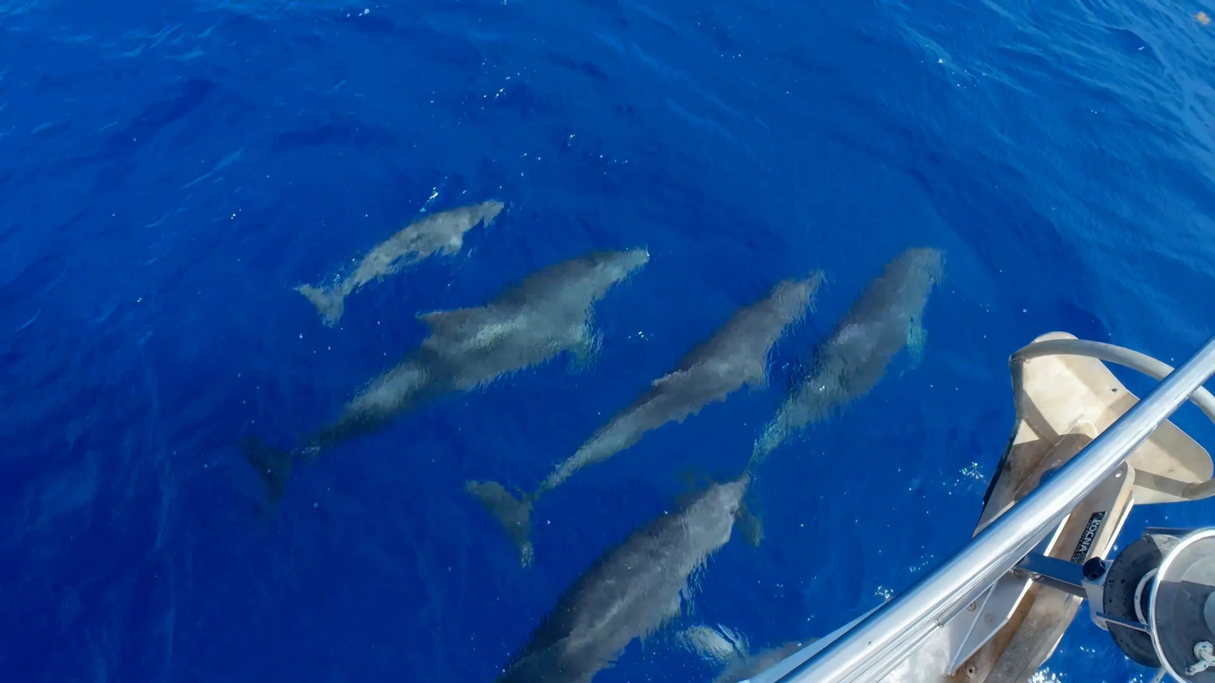 Dolphins_Website_Header.jpg