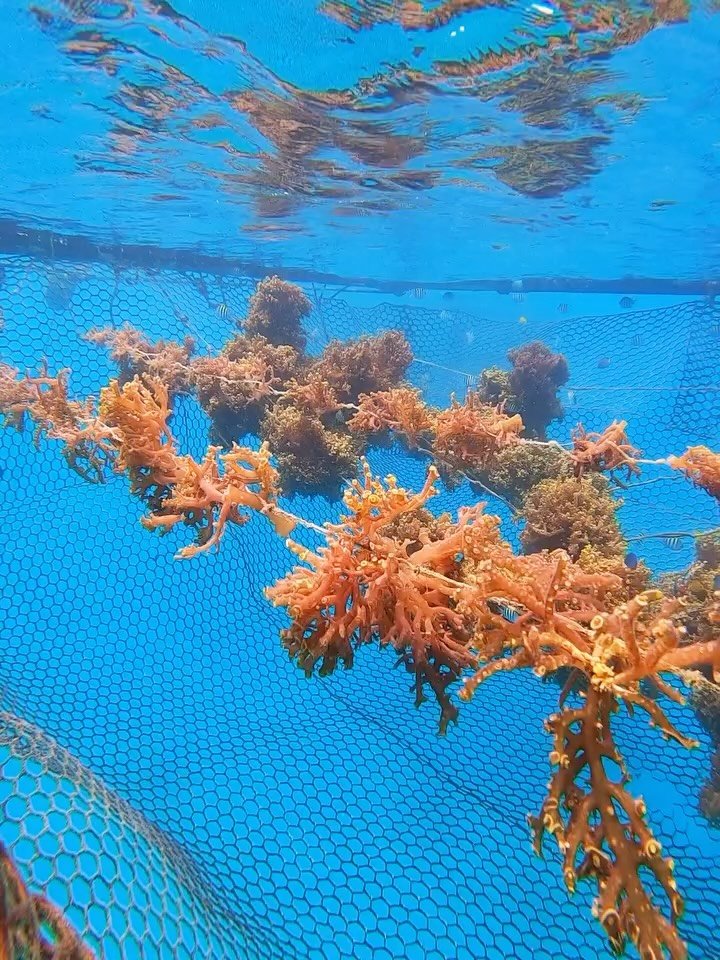 I remember when I first saw this Seamoss farm. Having no idea what it was, what I noticed was there was a multitude of juvenile fish and crustaceans all throughout the moss &amp; structure.
.
The @ocential Seamoss farm locally owned, and even at a sm