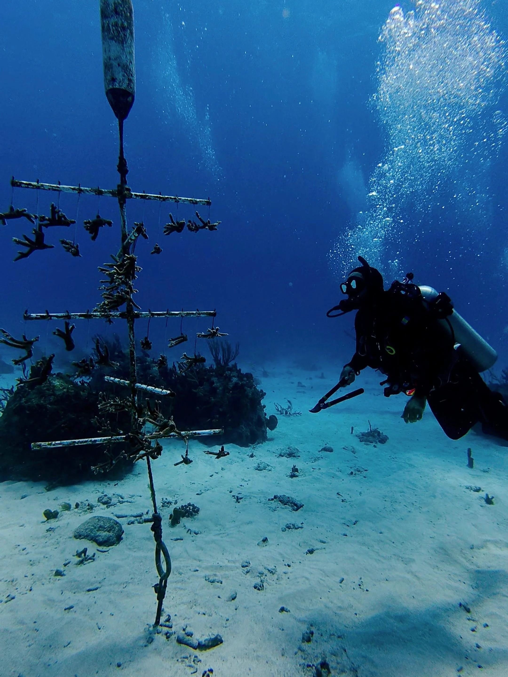 Yesterday @barbados_blue got a team of volunteers to come out and help us out-plant some of our coral babies onto the nearby Reef Balls! An older conservation project focused on artificial reefs and their impact - they&rsquo;ve shown incredible resil