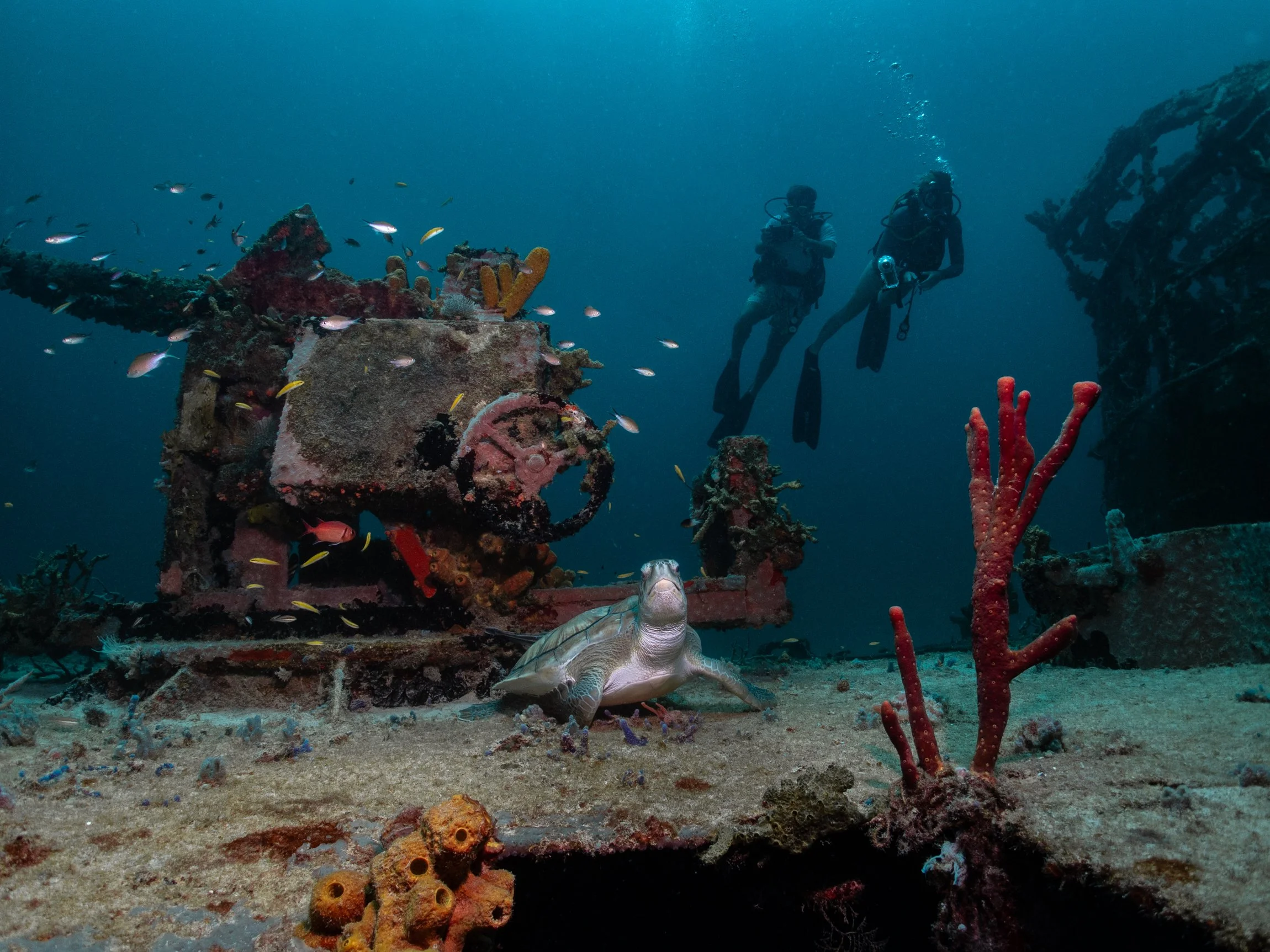 A Green Turtle resting on the bow of the MV Trident Shipwreck, next to the replica guns with two scuba divers behind her taking videos. This wreck can be found in Carlisle Bay, Barbados