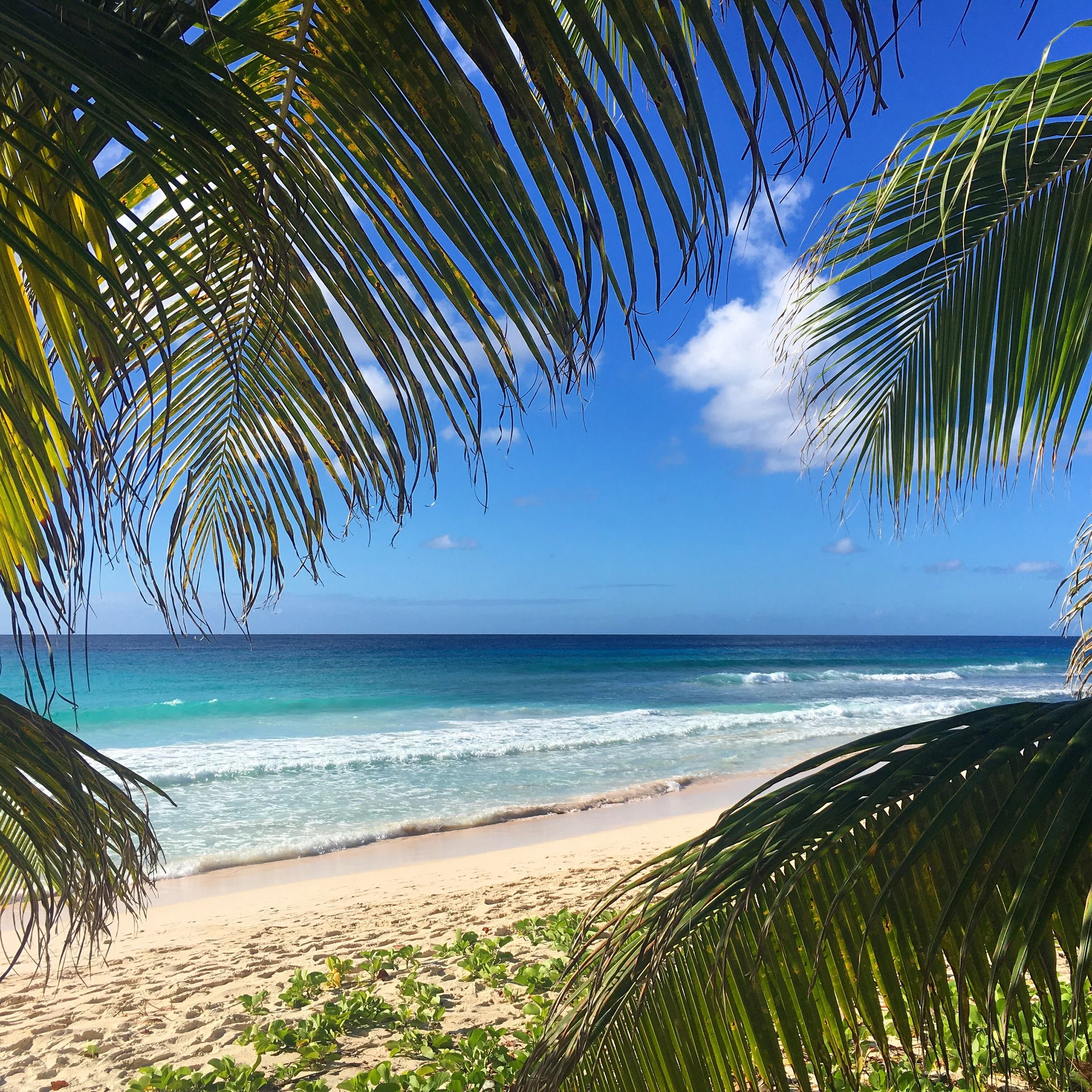 looking out onto the beach on a sunny day from she shade of coconut trees in Barbados