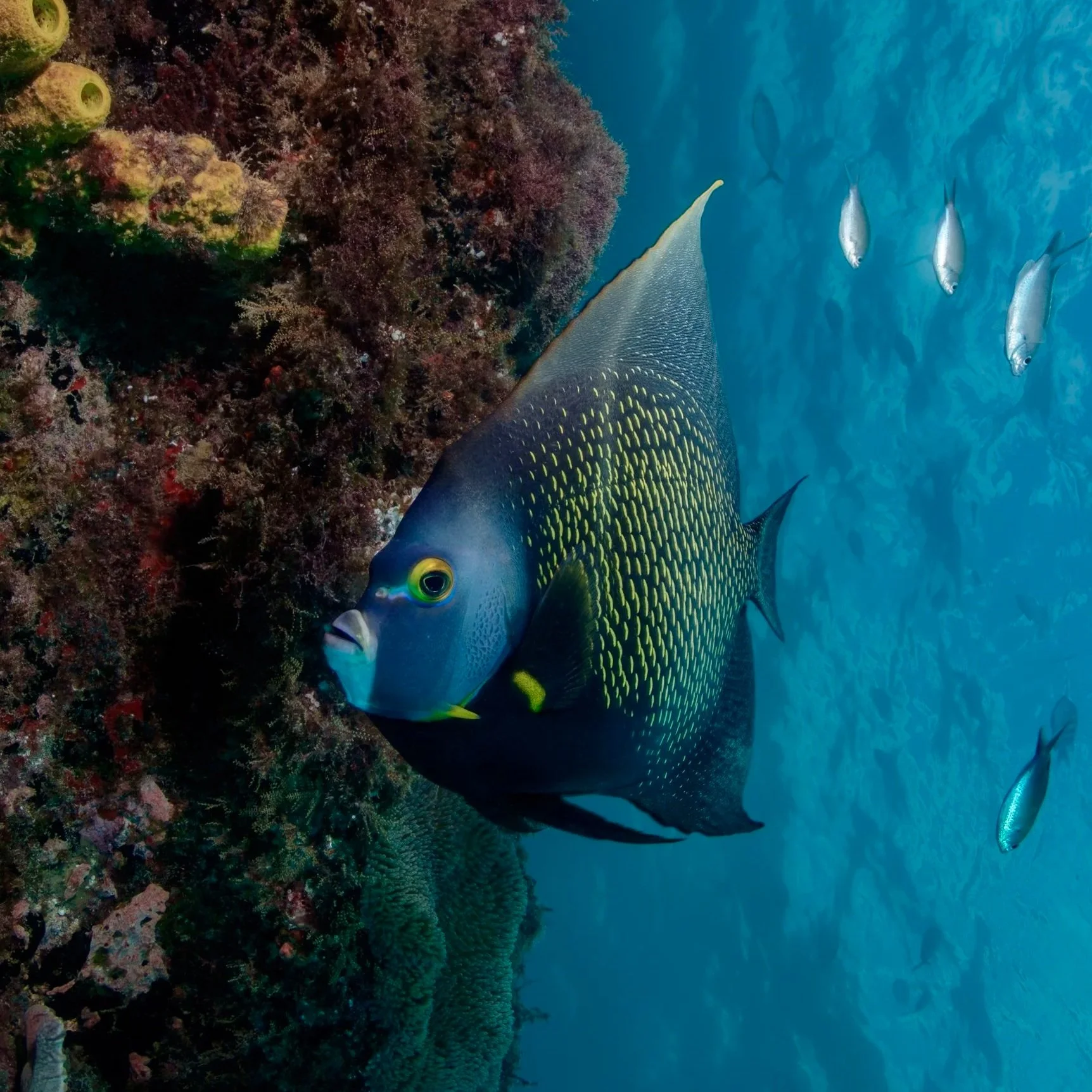 A French Angelfish getting close to a scuba divers camera on the edge of a shipwreck in Carlisle Bay Barbados. The Berwyn