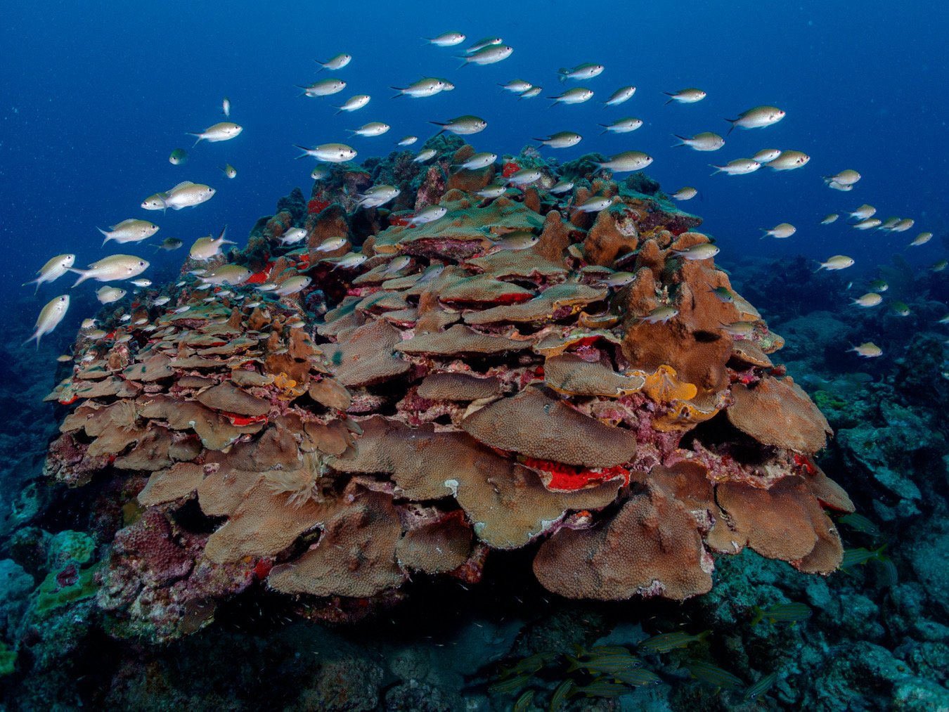 An image of a school of fish surrounding a large colony of mountainous star coral