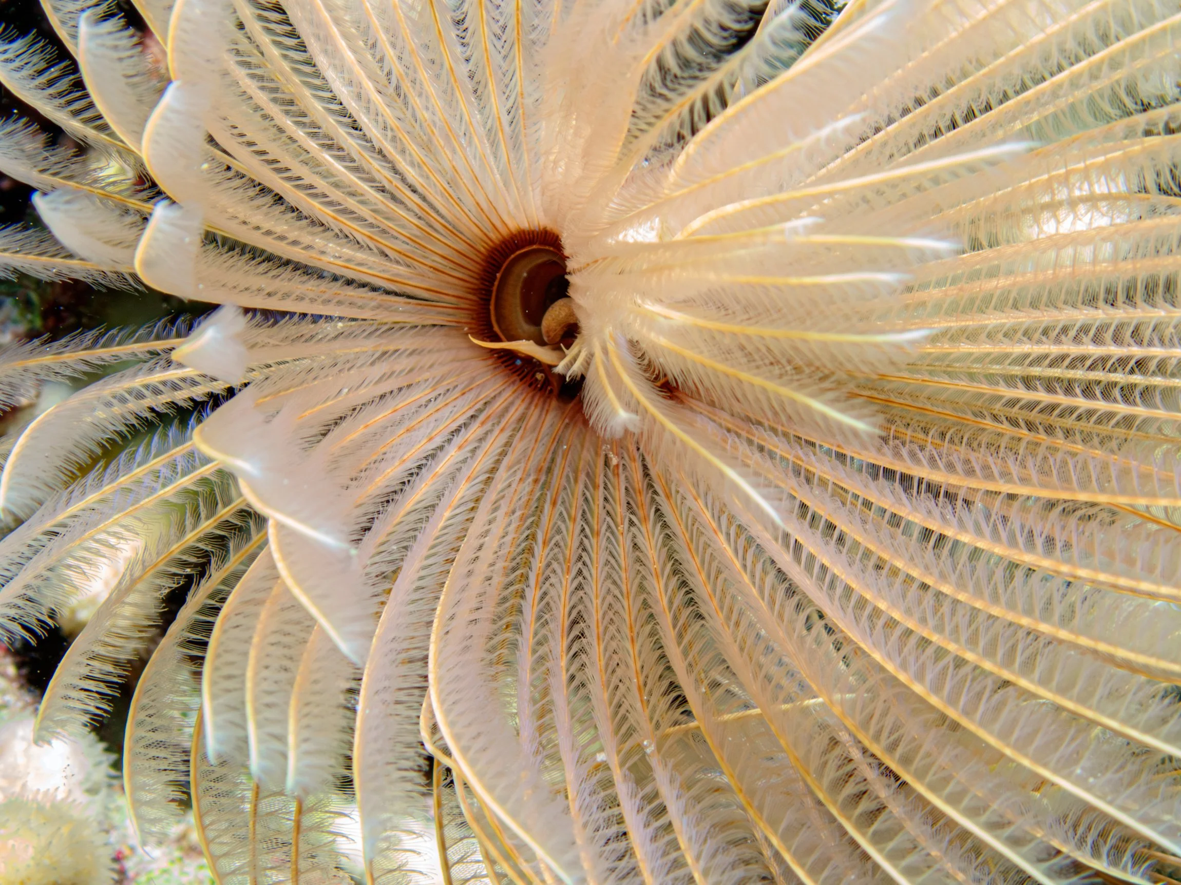 A macro photograph of a white feather duster worm found on the MV Trident's hull.