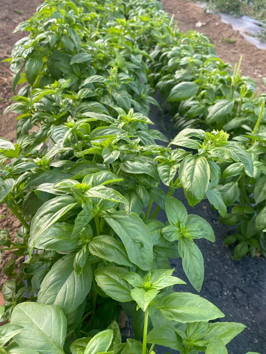 Genovese Basil - 3