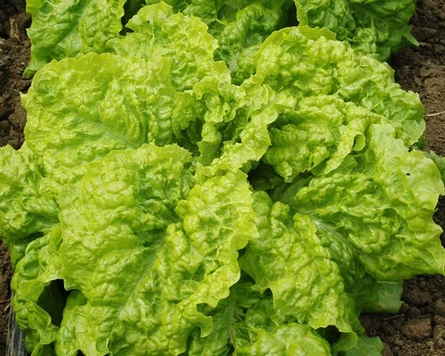 Australian Yellow Leaf Lettuce - 3"
