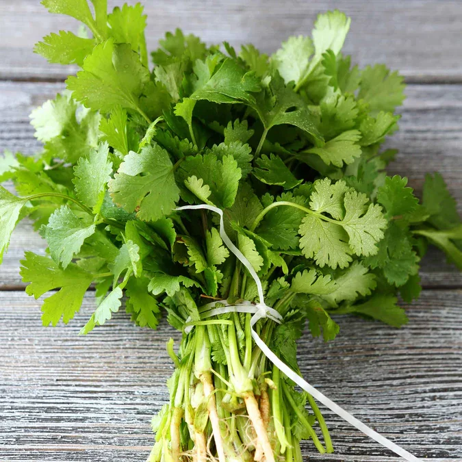 Cilantro - 3"