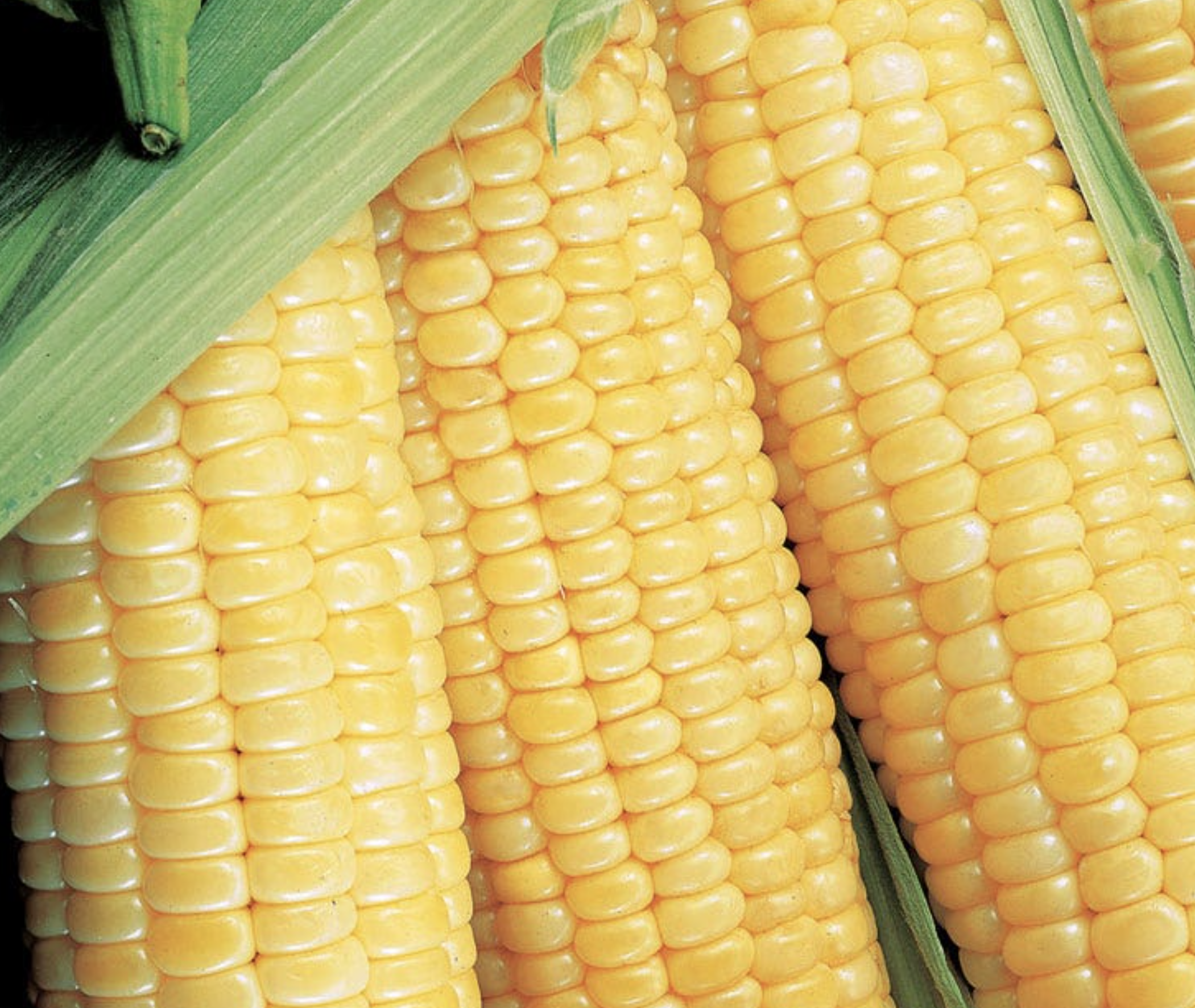 Sugar Buns Corn - 3"