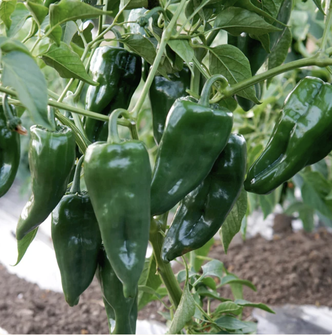 Poblano Pepper - 3"