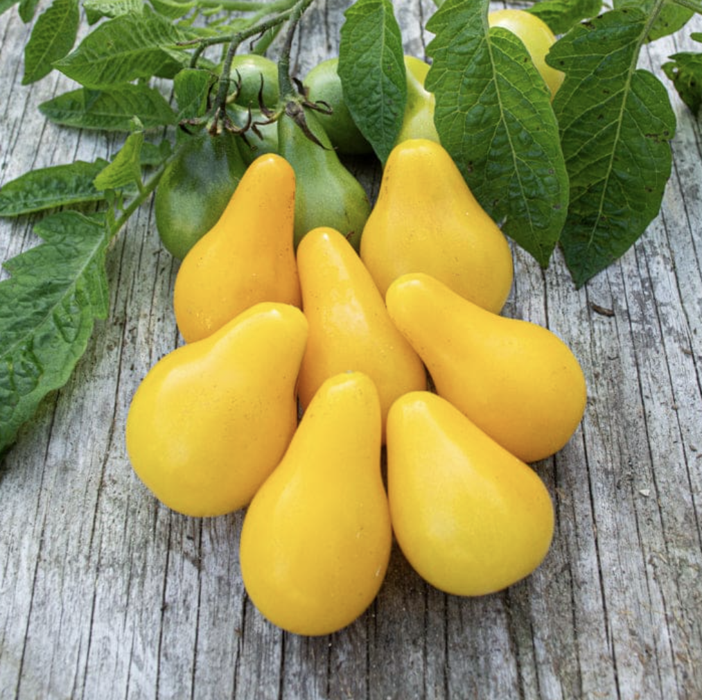Yellow Pear Tomato - 3"