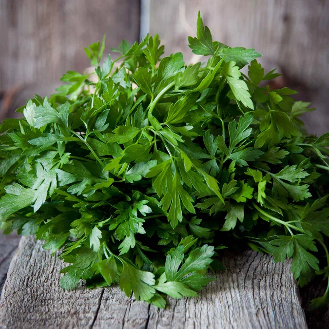 Flat Leaf Parsley - 3"
