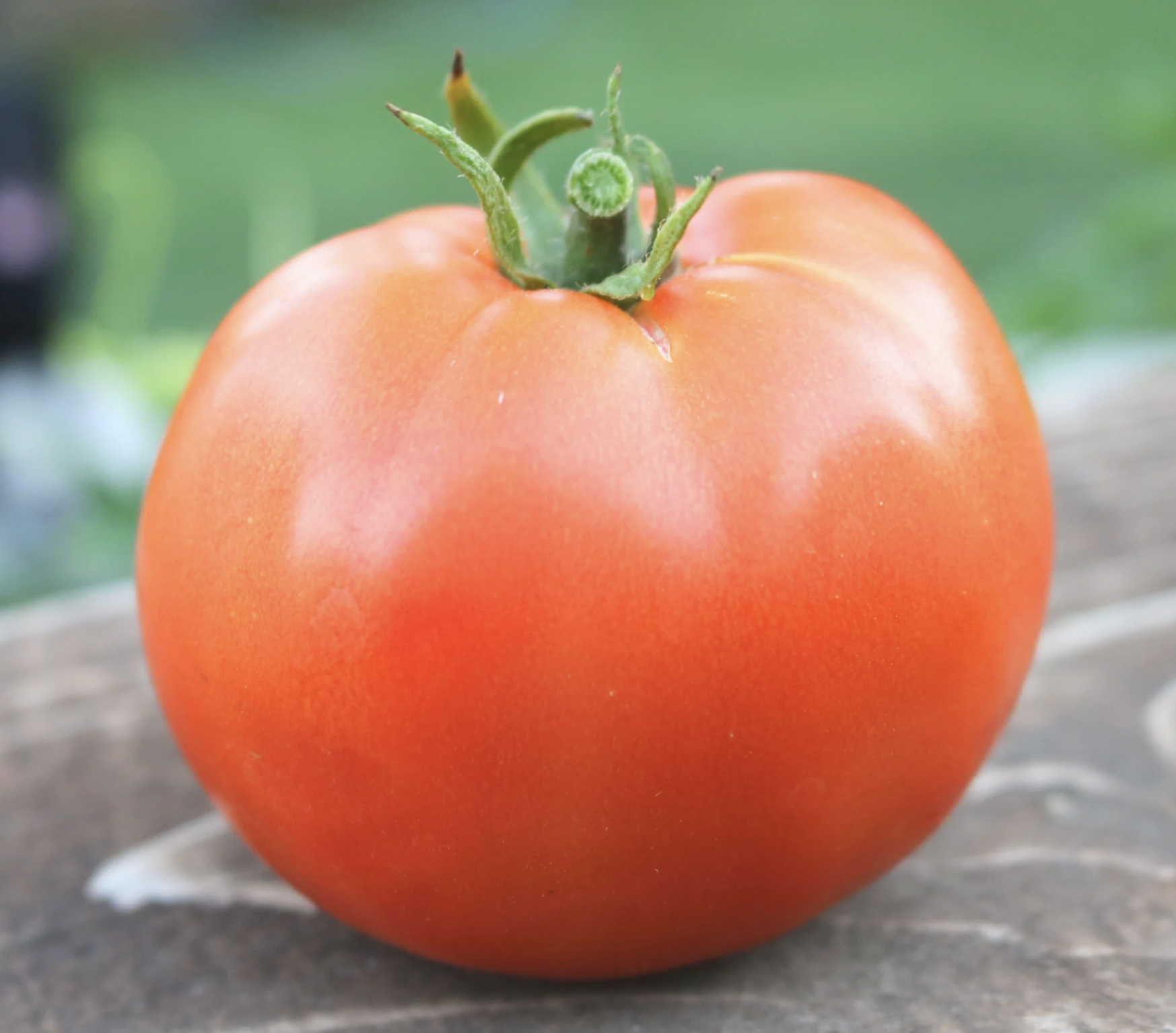 Heatmaster Tomato - 3"