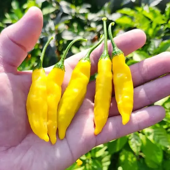 leon drop pepper.webp