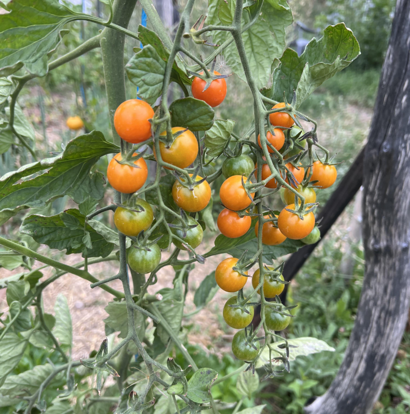 Sun Gold Cherry Tomato - 3"